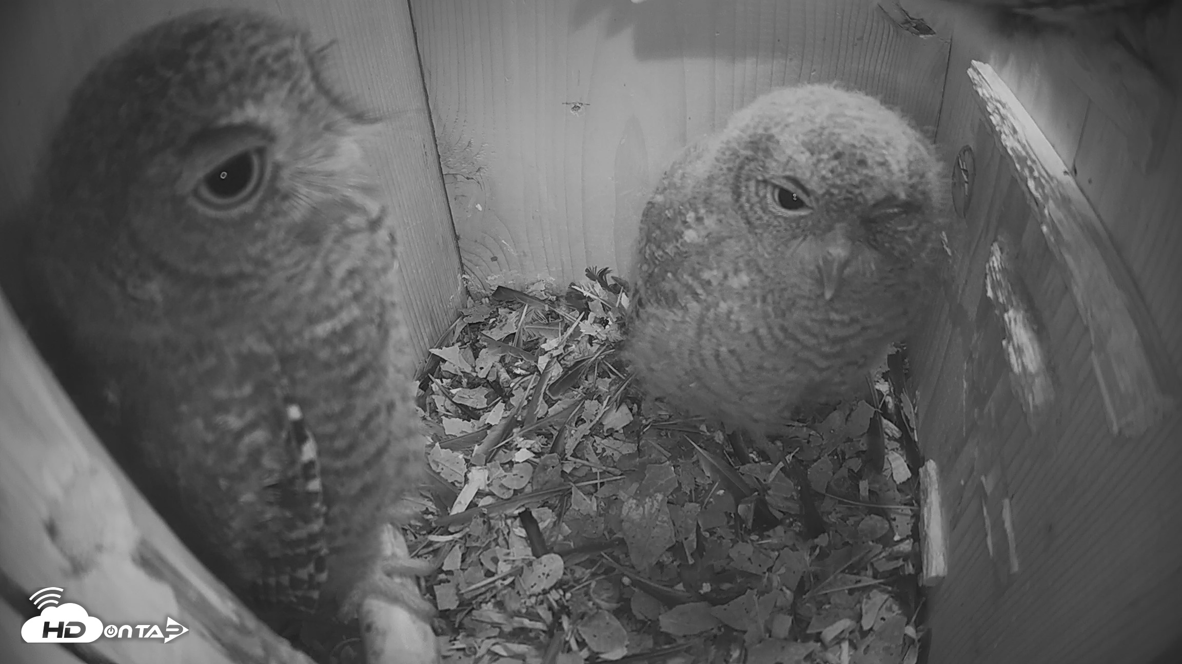 Snapshot of Eastern Screech Owl Nest Box Live Webcam taken Apr 22, 2026, 10:18pm CDT
