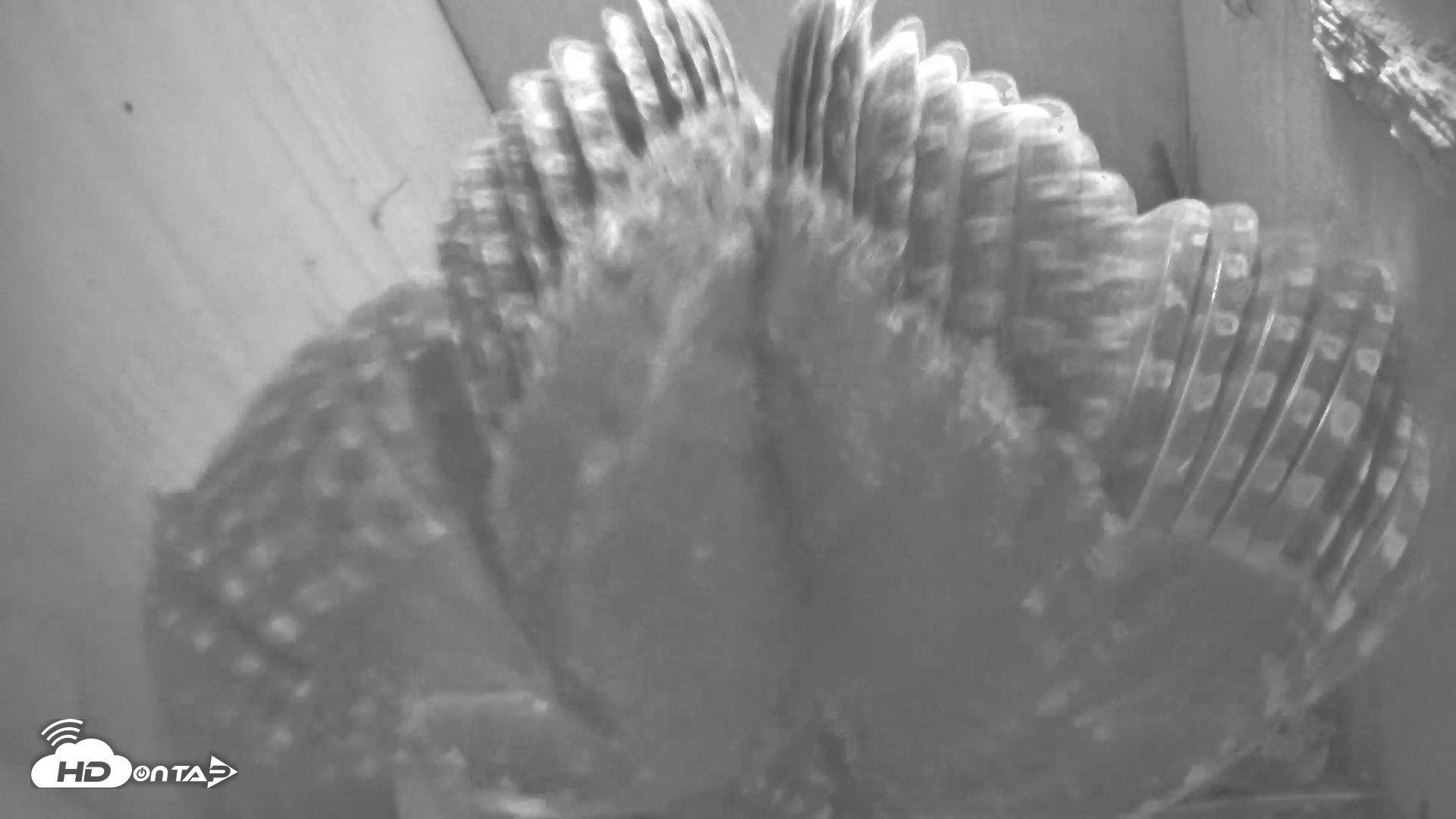 Snapshot of Eastern Screech Owl Nest Box Live Webcam taken May 2, 2025, 3:24am CDT