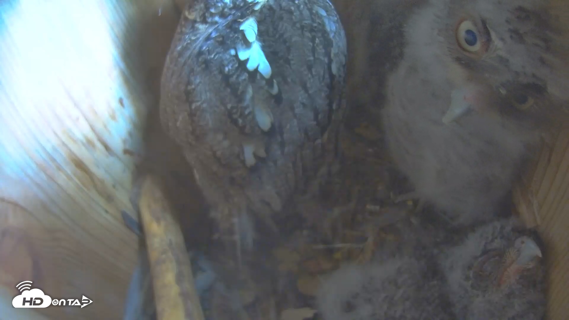 Snapshot of Eastern Screech Owl Nest Box Live Webcam taken Apr 18, 2025, 2:12pm CDT