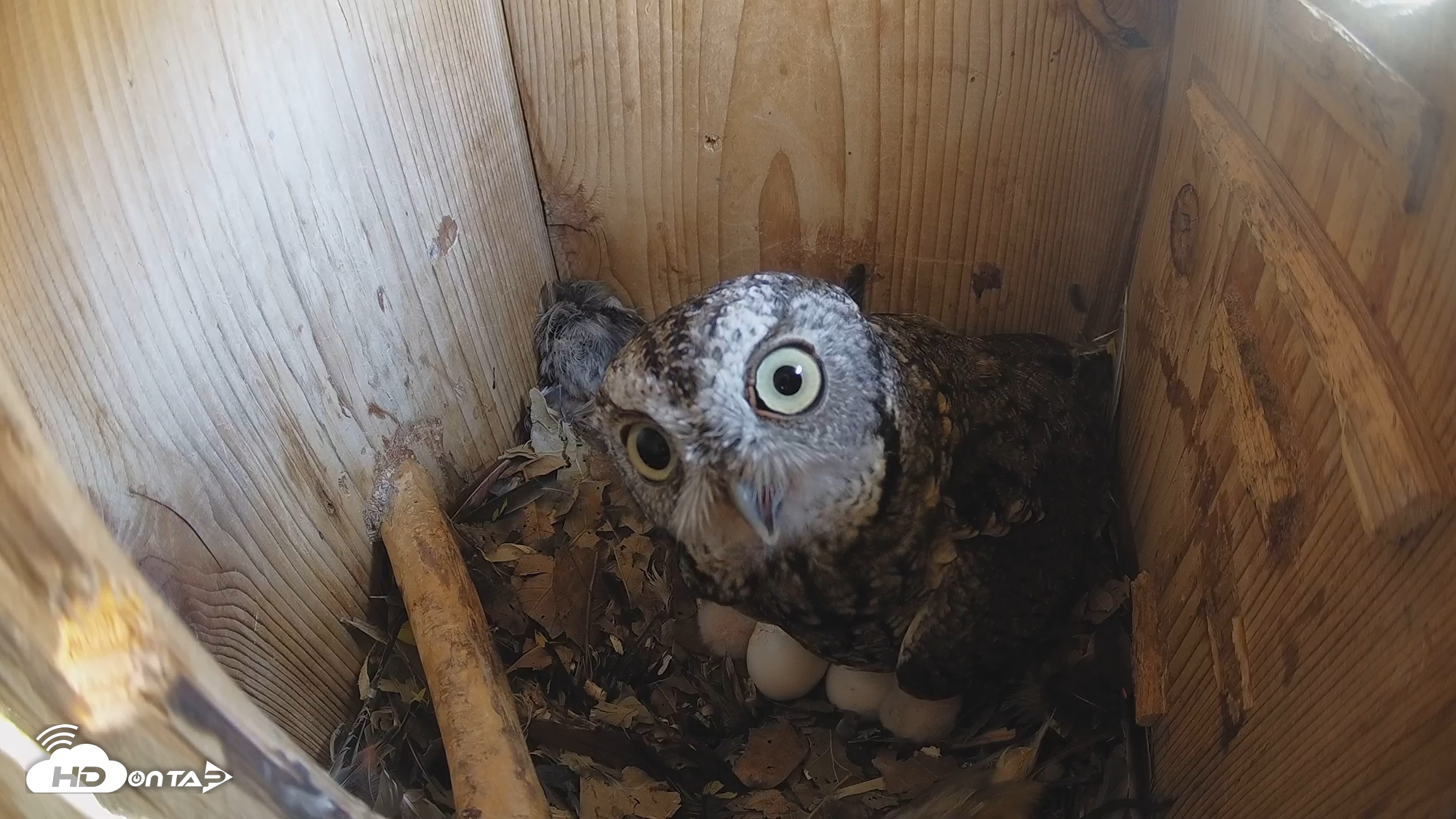 Snapshot of Eastern Screech Owl Nest Box Live Webcam taken Mar 19, 2026, 1:01pm CDT
