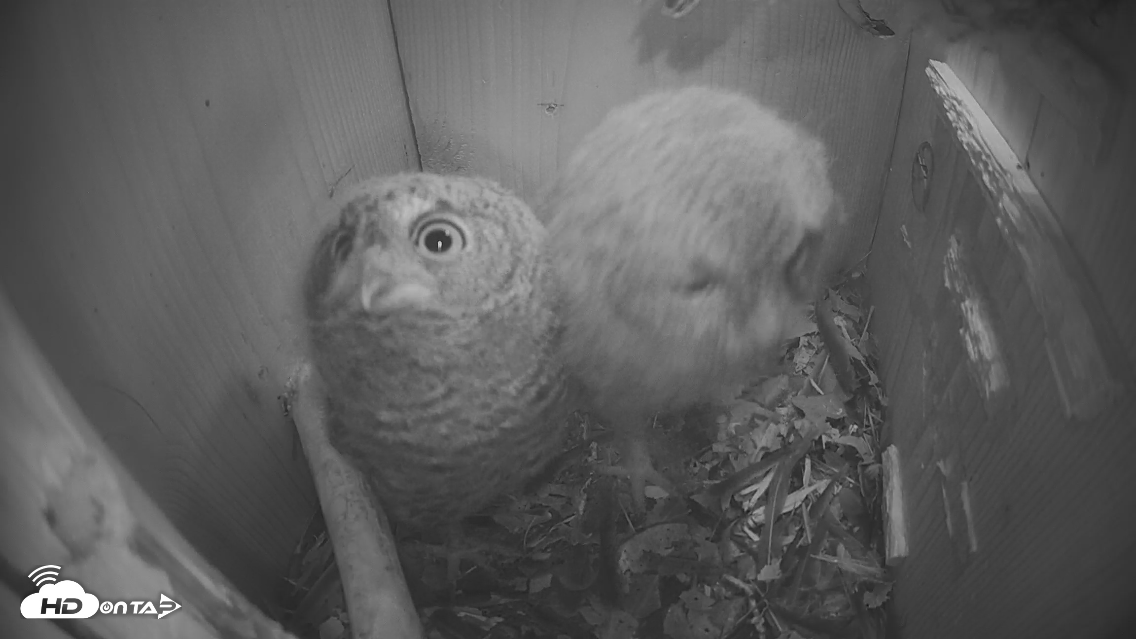 Snapshot of Eastern Screech Owl Nest Box Live Webcam taken Apr 20, 2026, 8:09pm CDT
