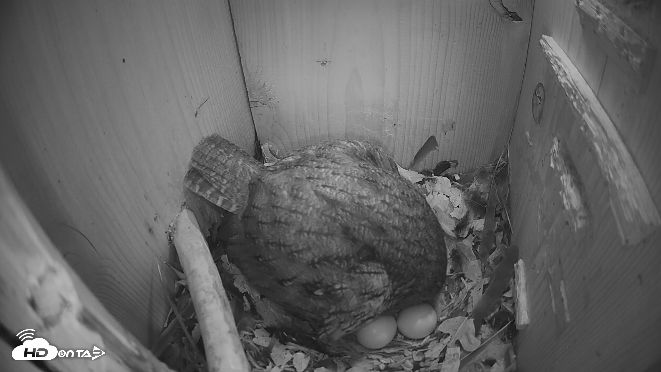 Snapshot of Eastern Screech Owl Nest Box Live Webcam taken Mar 17, 2026, 11:14pm CDT