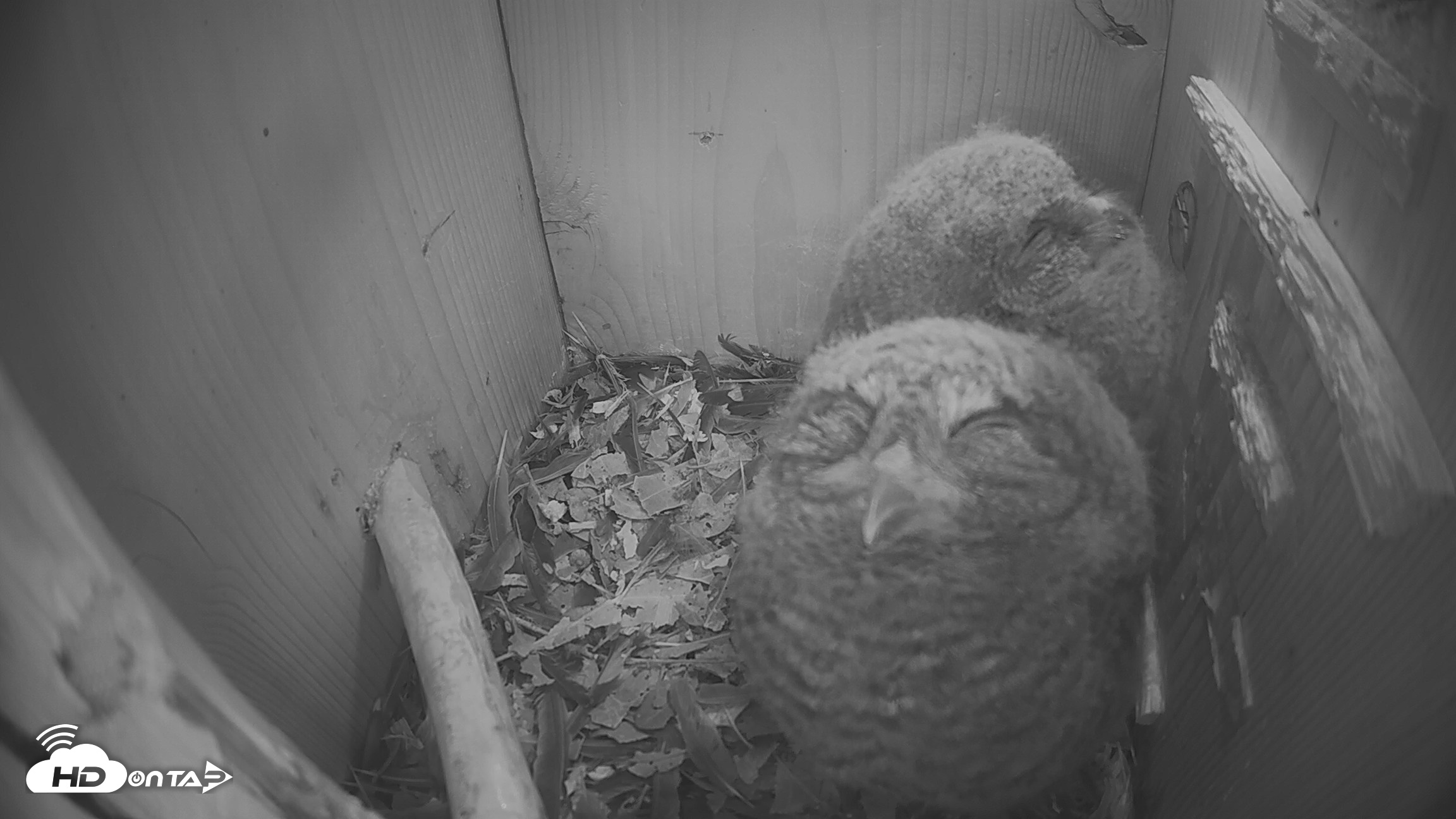Snapshot of Eastern Screech Owl Nest Box Live Webcam taken Apr 20, 2026, 10:29pm CDT