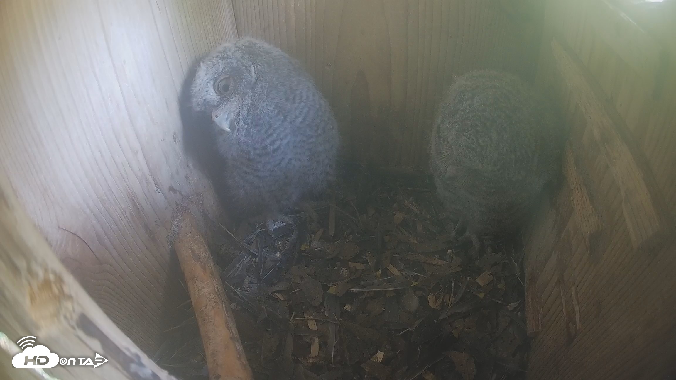 Snapshot of Eastern Screech Owl Nest Box Live Webcam taken Apr 19, 2026, 4:54pm CDT