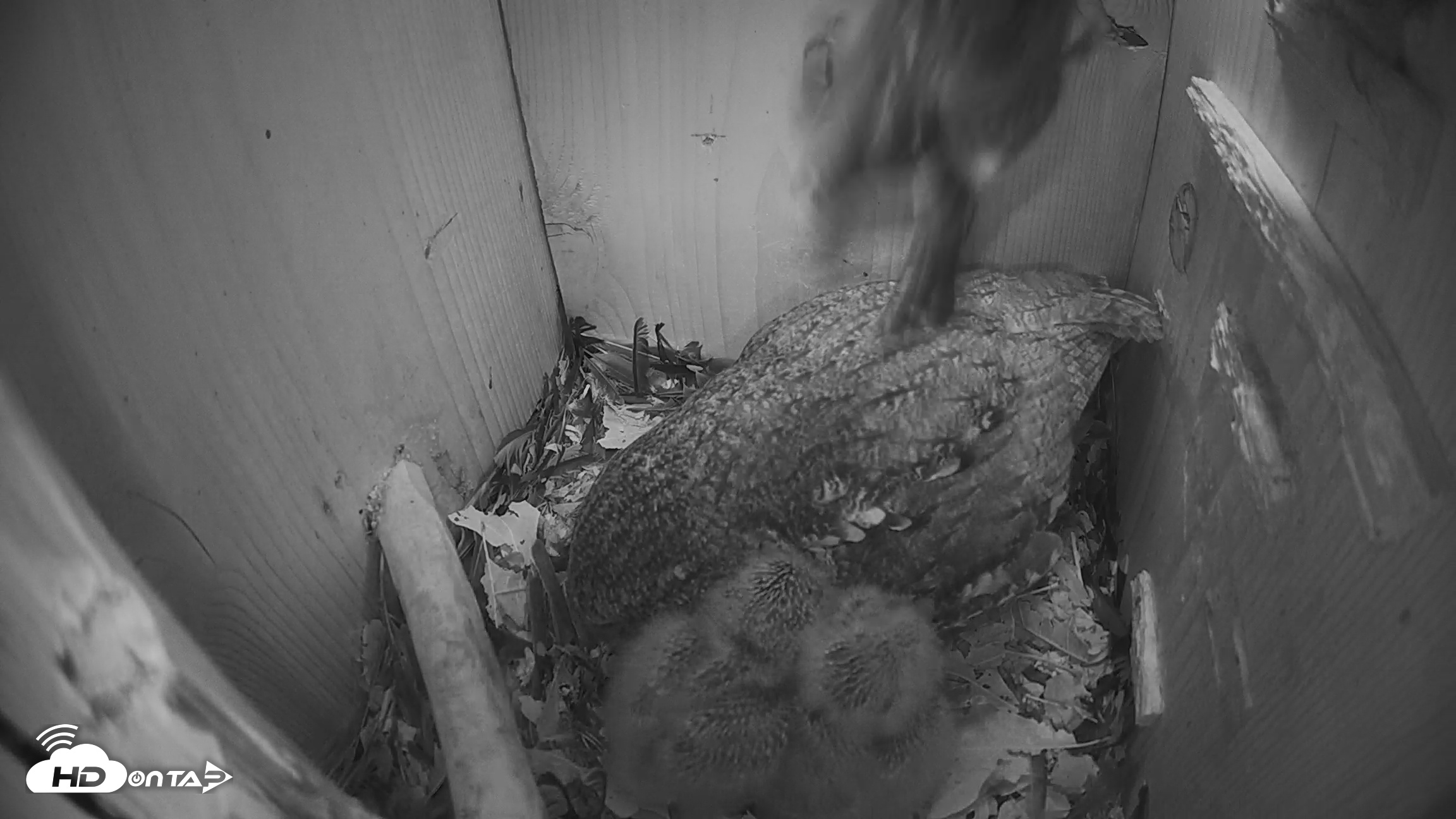 Snapshot of Eastern Screech Owl Nest Box Live Webcam taken Mar 27, 2026, 4:42am CDT