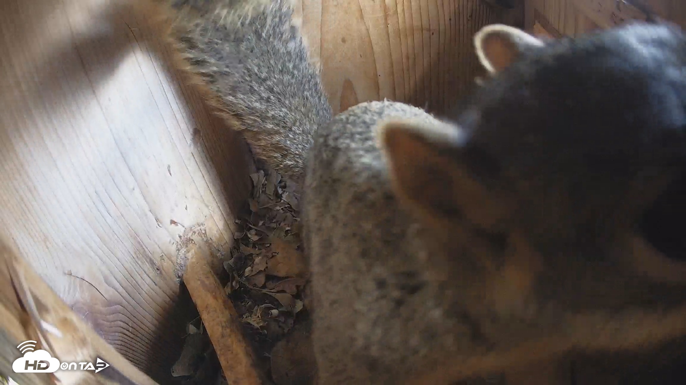 Snapshot of Eastern Screech Owl Nest Box Live Webcam taken Jan 13, 2026, 12:28pm CST