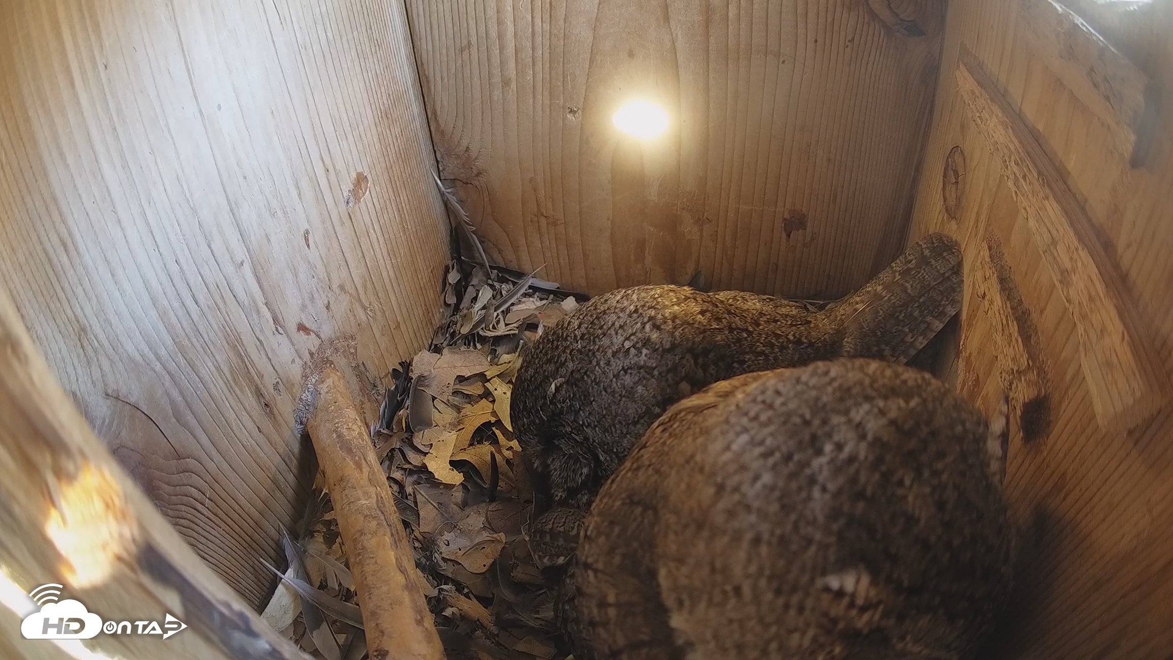 Snapshot of Eastern Screech Owl Nest Box Live Webcam taken Feb 21, 2026, 1:24pm CST