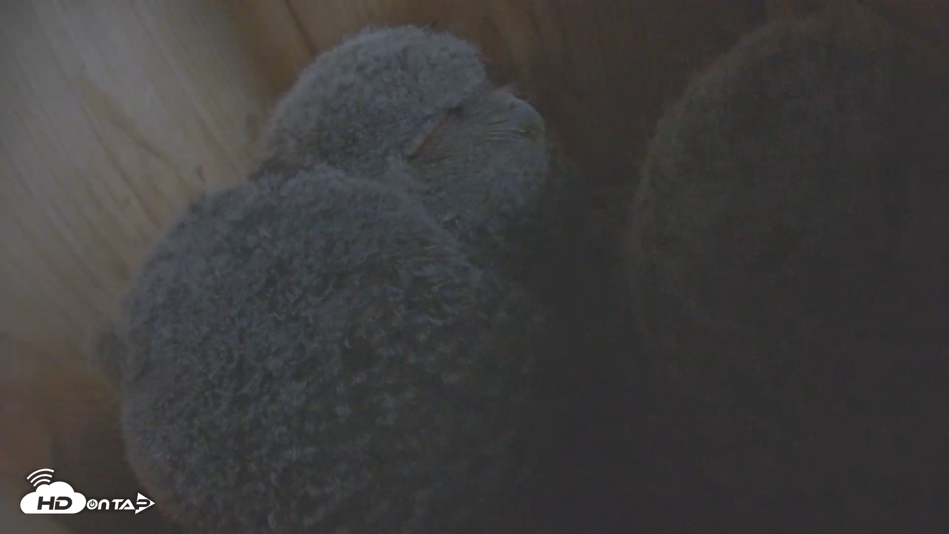 Snapshot of Eastern Screech Owl Nest Box Live Webcam taken Apr 30, 2025, 7:30am CDT