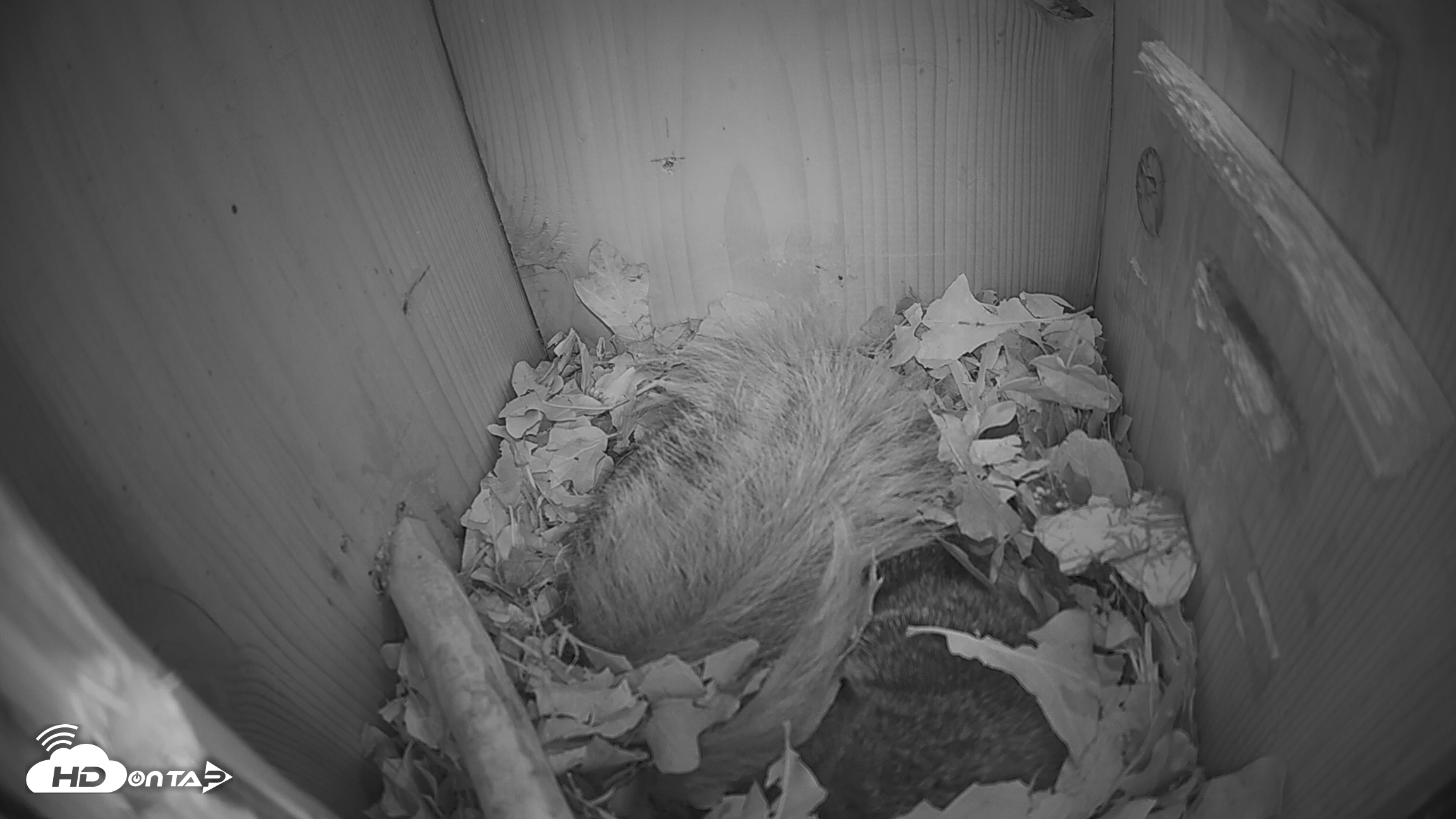 Snapshot of Eastern Screech Owl Nest Box Live Webcam taken Jan 25, 2026, 3:26am CST