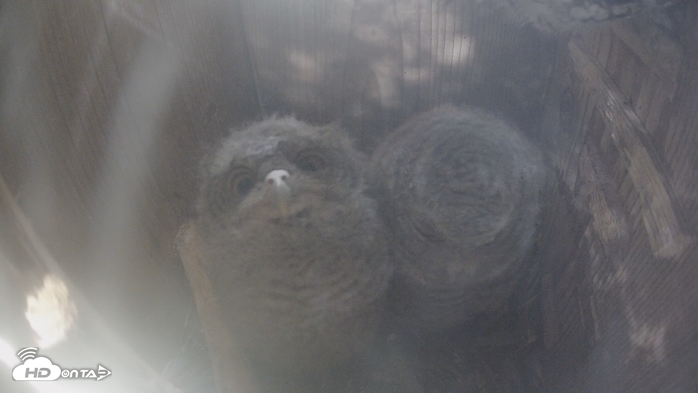 Snapshot of Eastern Screech Owl Nest Box Live Webcam taken Apr 20, 2026, 1:44pm CDT