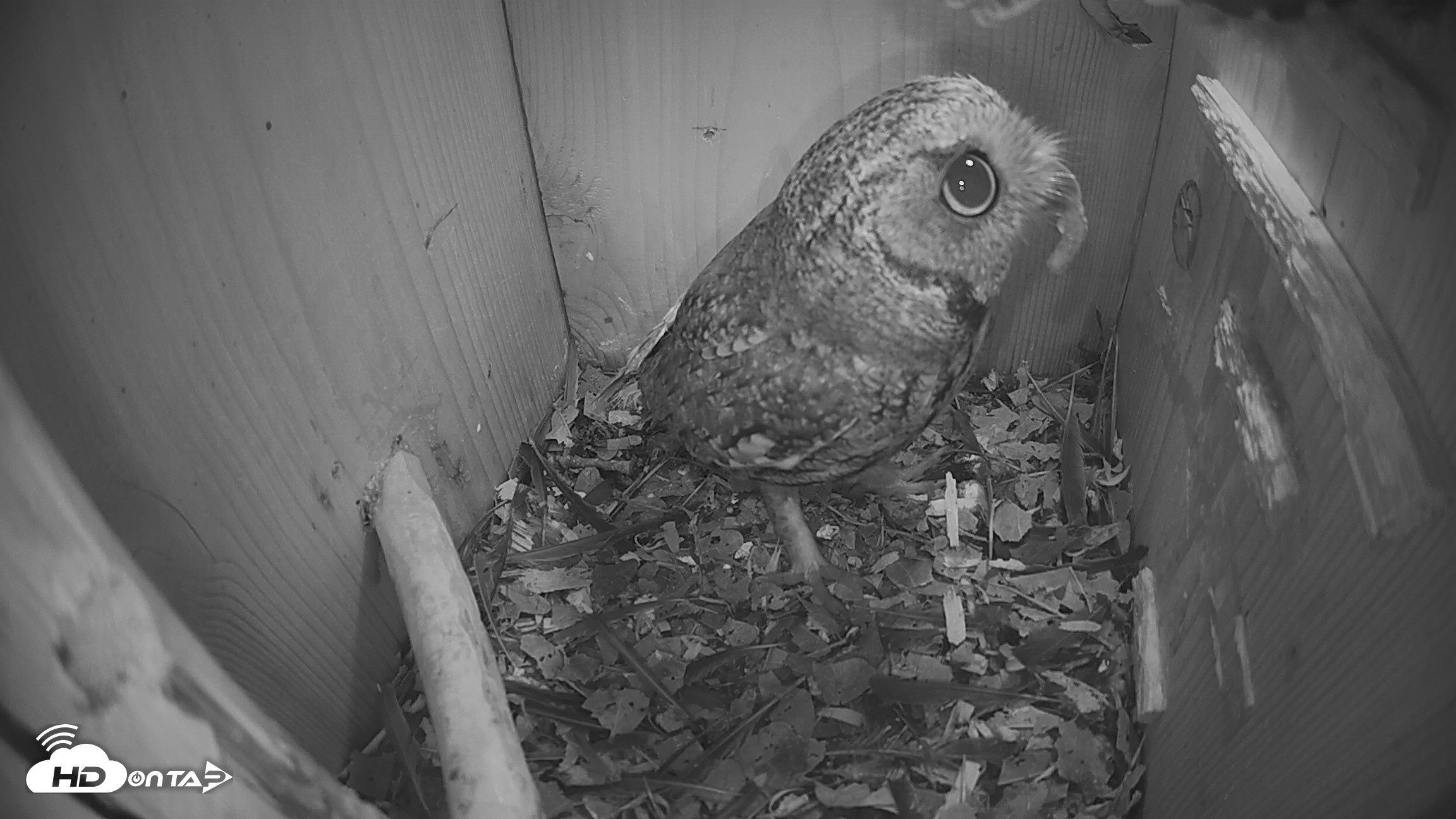 Snapshot of Eastern Screech Owl Nest Box Live Webcam taken Apr 22, 2026, 9:01pm CDT