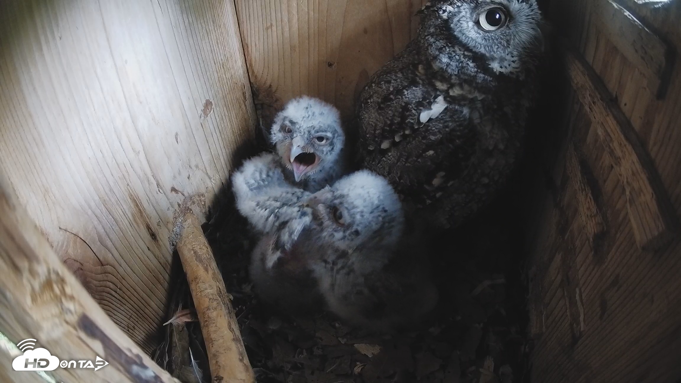 Snapshot of Eastern Screech Owl Nest Box Live Webcam taken Apr 2, 2026, 8:38am CDT