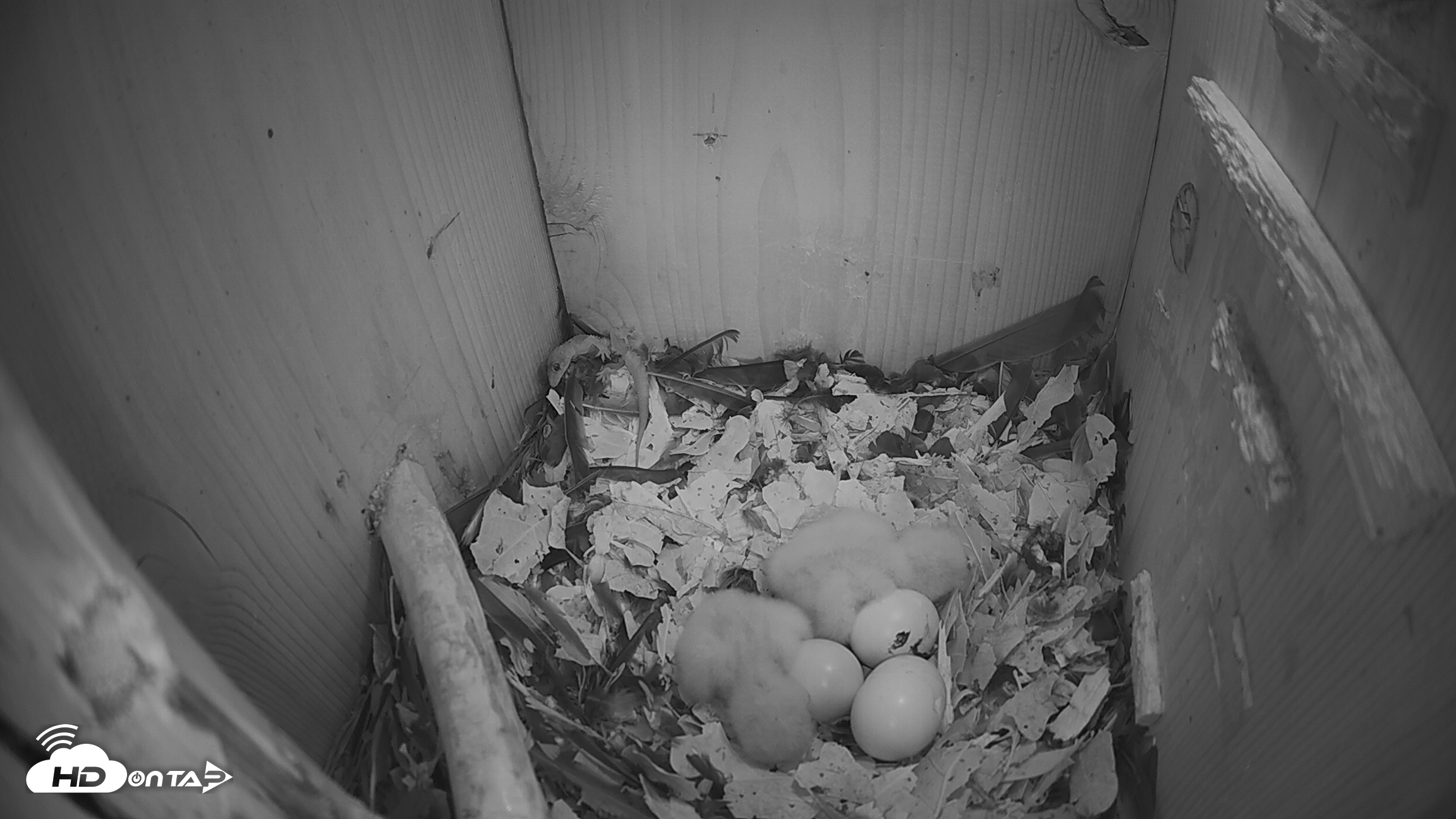 Snapshot of Eastern Screech Owl Nest Box Live Webcam taken Mar 21, 2026, 6:55am CDT