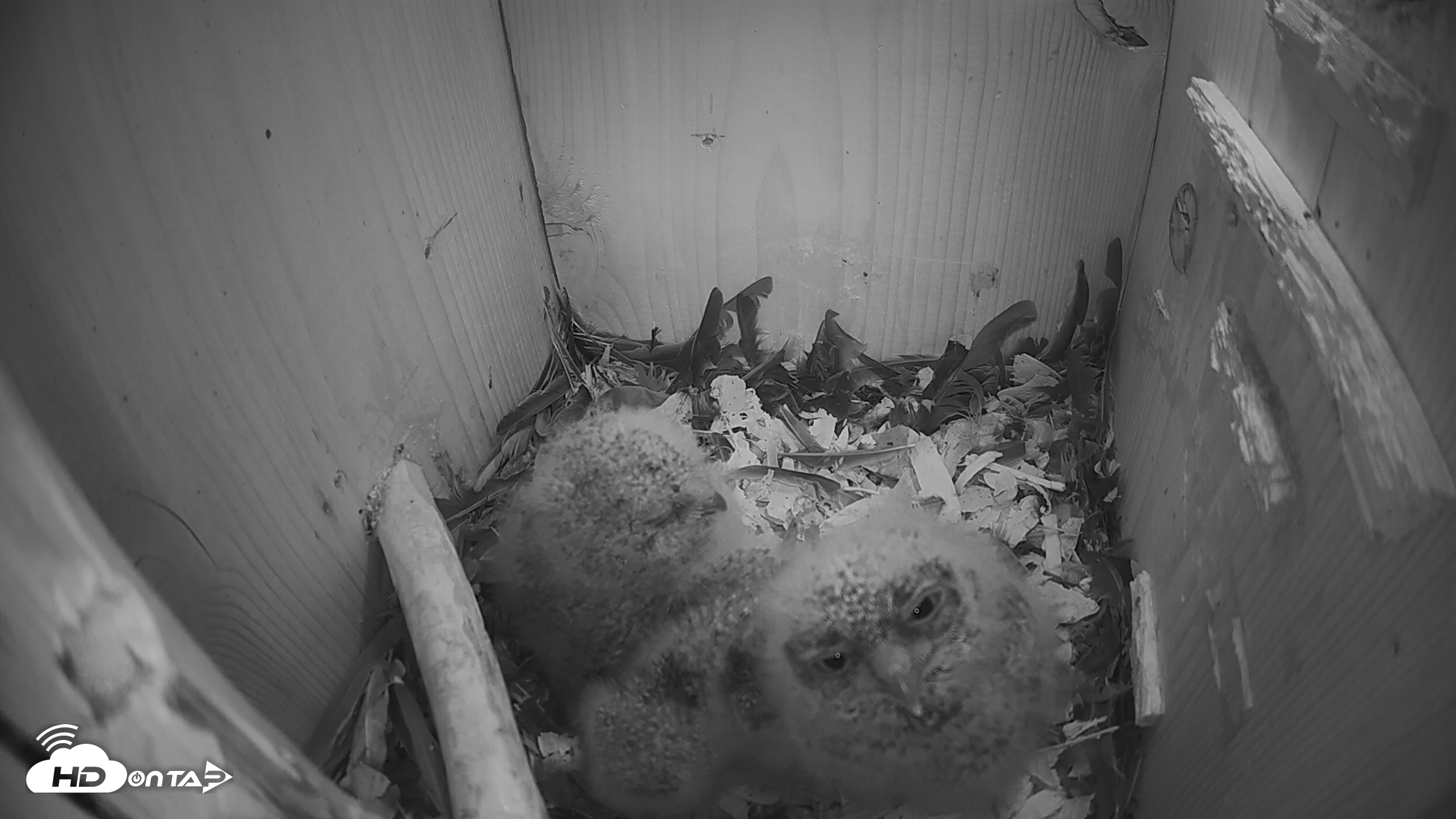 Snapshot of Eastern Screech Owl Nest Box Live Webcam taken Apr 1, 2026, 11:11pm CDT