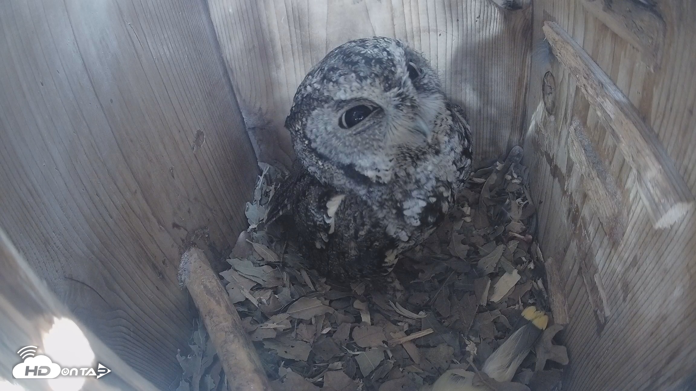 Snapshot of Eastern Screech Owl Nest Box Live Webcam taken Feb 9, 2026, 12:35pm CST