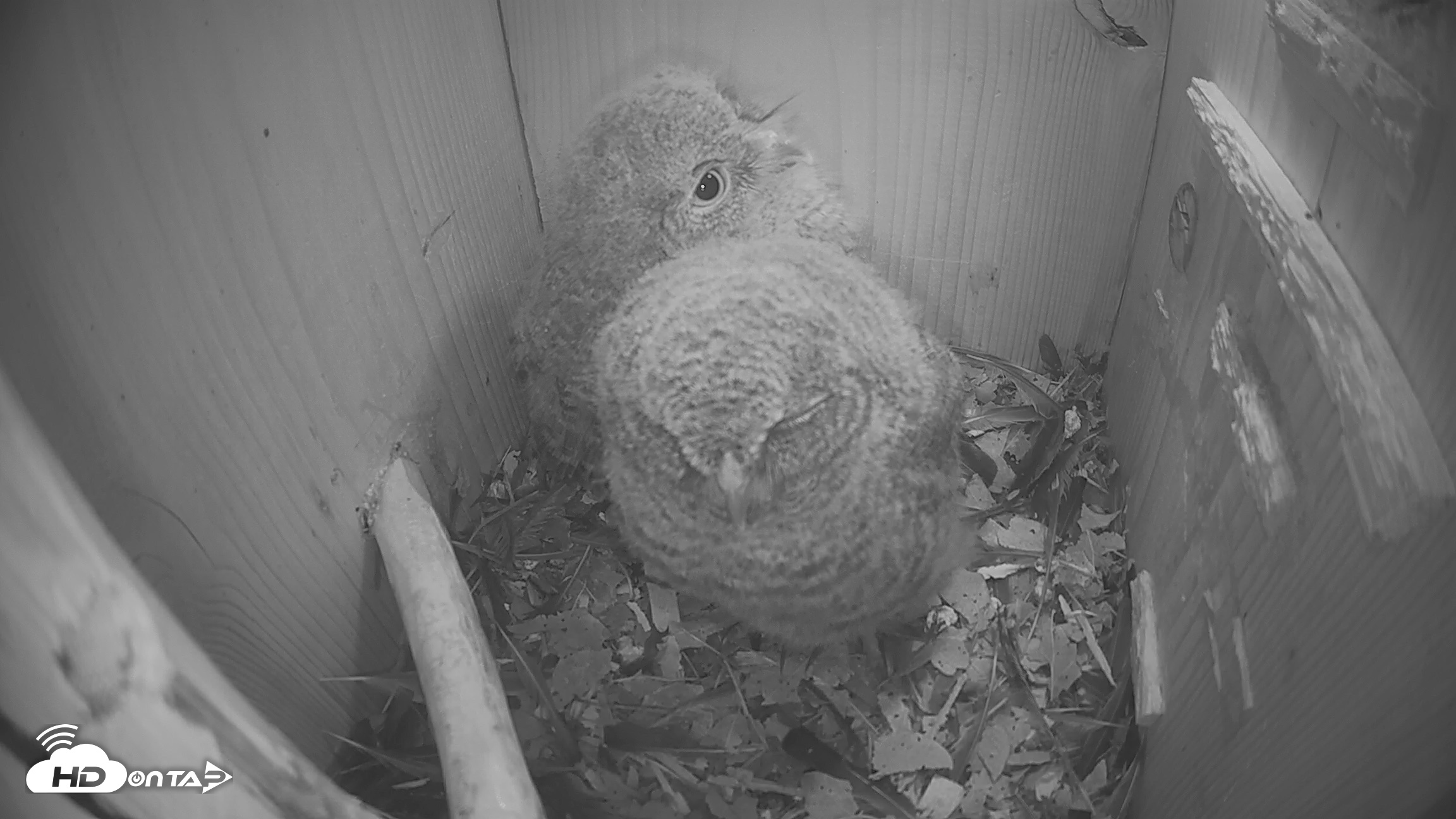 Snapshot of Eastern Screech Owl Nest Box Live Webcam taken Apr 19, 2026, 9:04am CDT