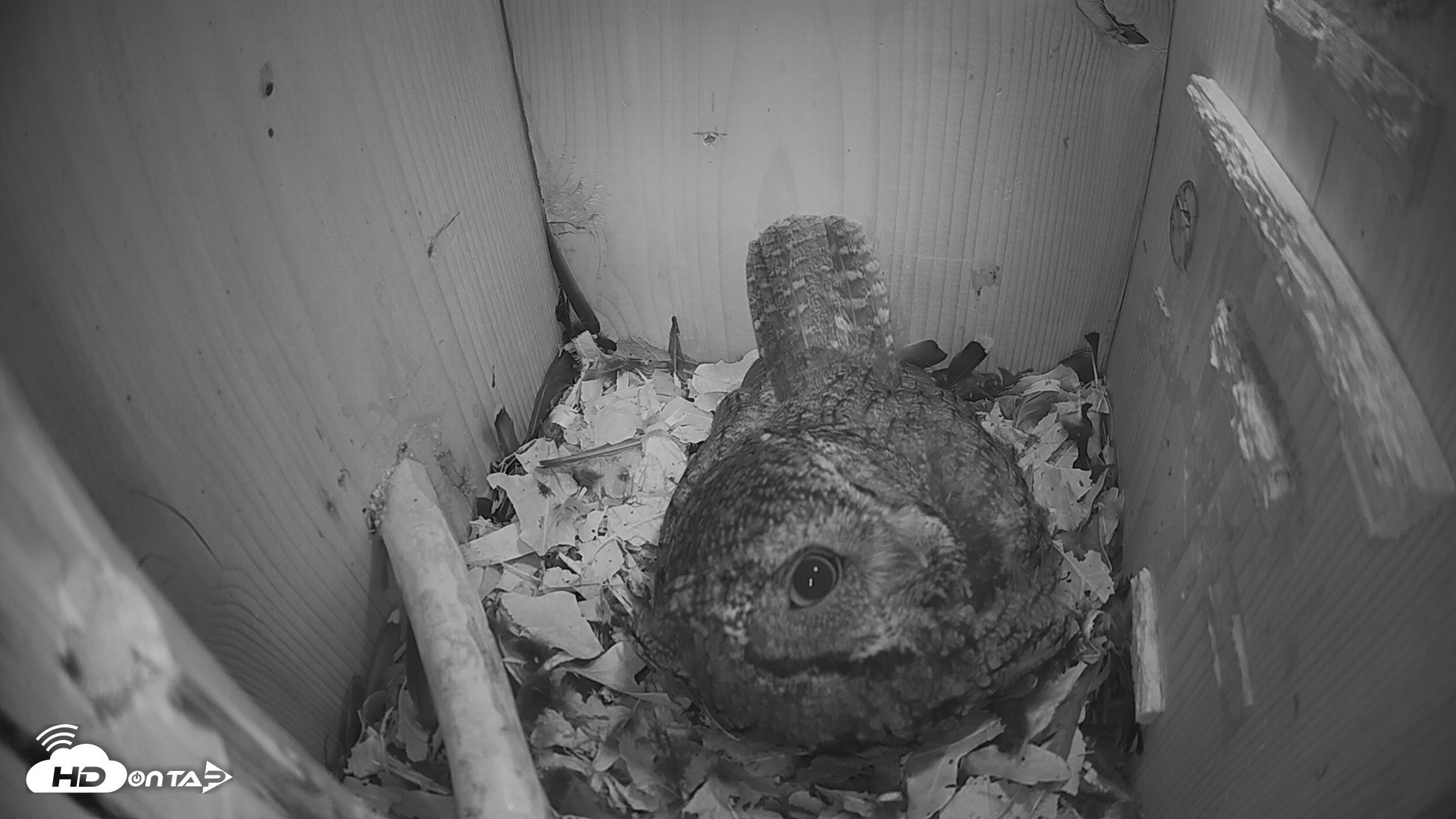 Snapshot of Eastern Screech Owl Nest Box Live Webcam taken Feb 28, 2026, 8:55pm CST