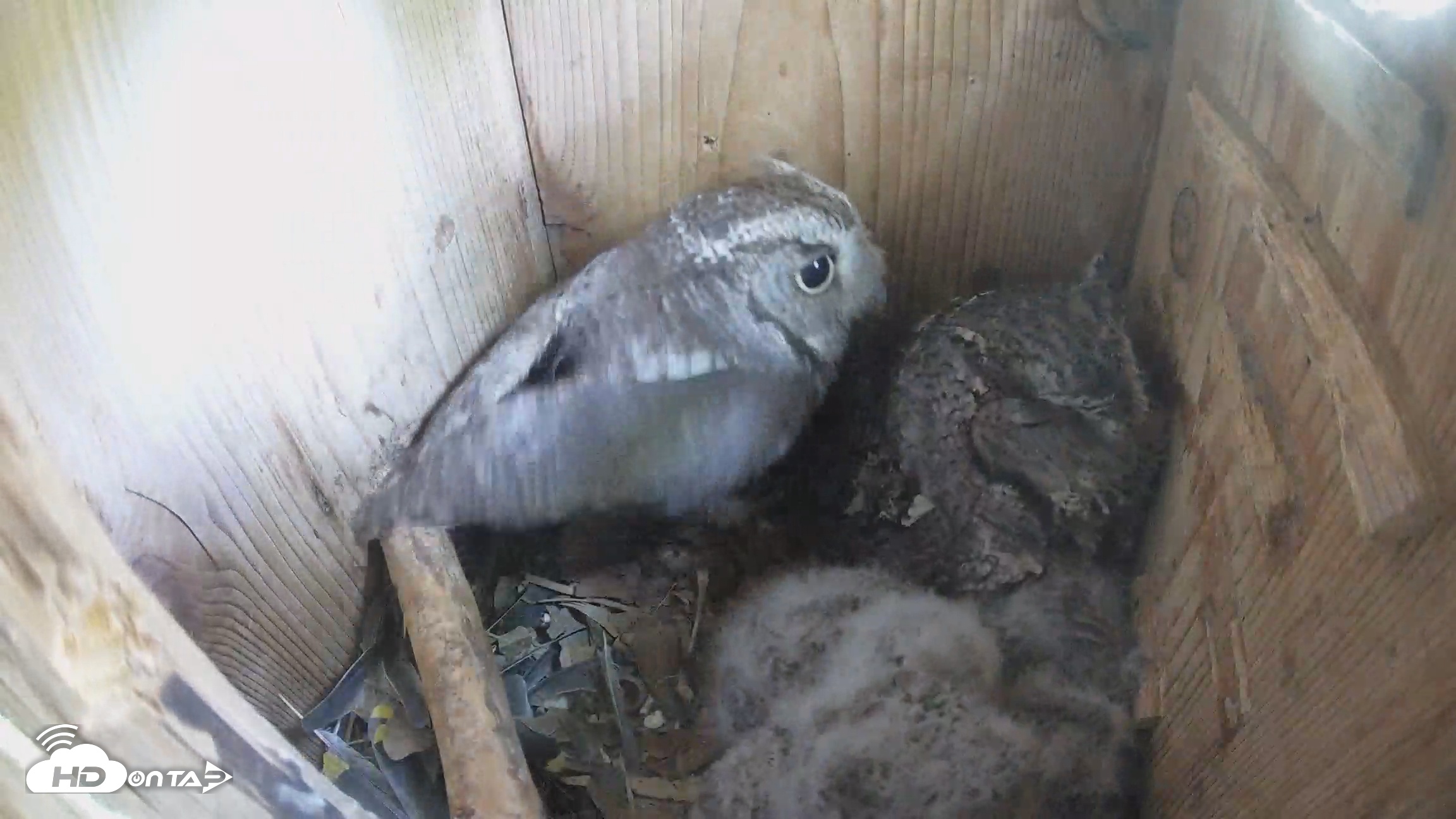 Snapshot of Eastern Screech Owl Nest Box Live Webcam taken Apr 5, 2026, 12:18pm CDT