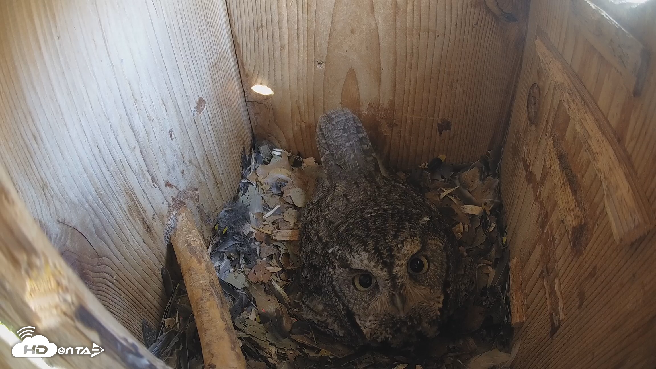 Snapshot of Eastern Screech Owl Nest Box Live Webcam taken Mar 15, 2026, 11:35am CDT