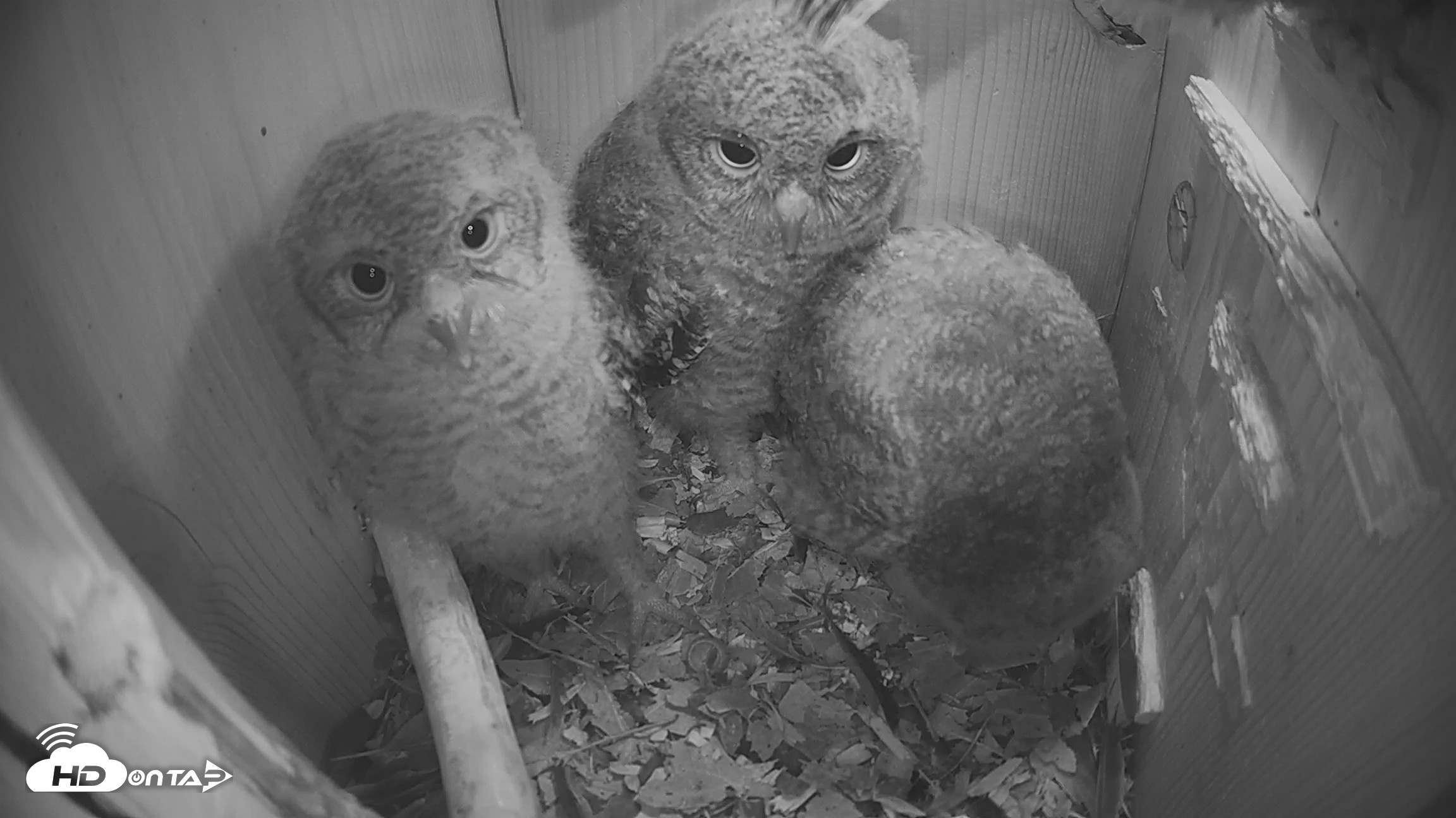 Snapshot of Eastern Screech Owl Nest Box Live Webcam taken Apr 17, 2026, 6:42am CDT