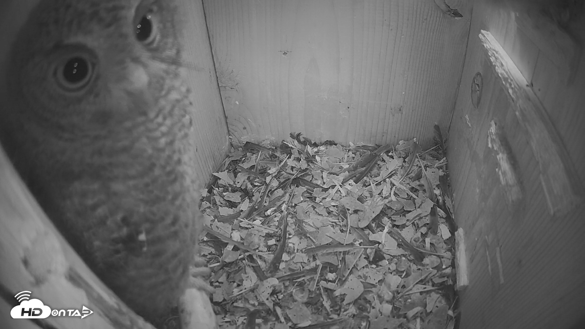 Snapshot of Eastern Screech Owl Nest Box Live Webcam taken Apr 22, 2026, 10:20pm CDT