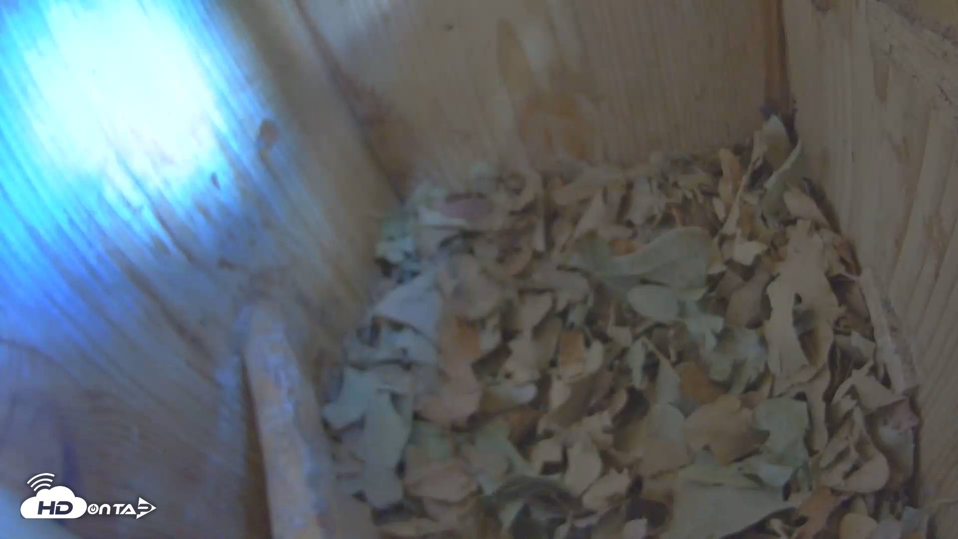 Snapshot of Eastern Screech Owl Nest Box Live Webcam taken Sep 22, 2025, 1:34pm CDT