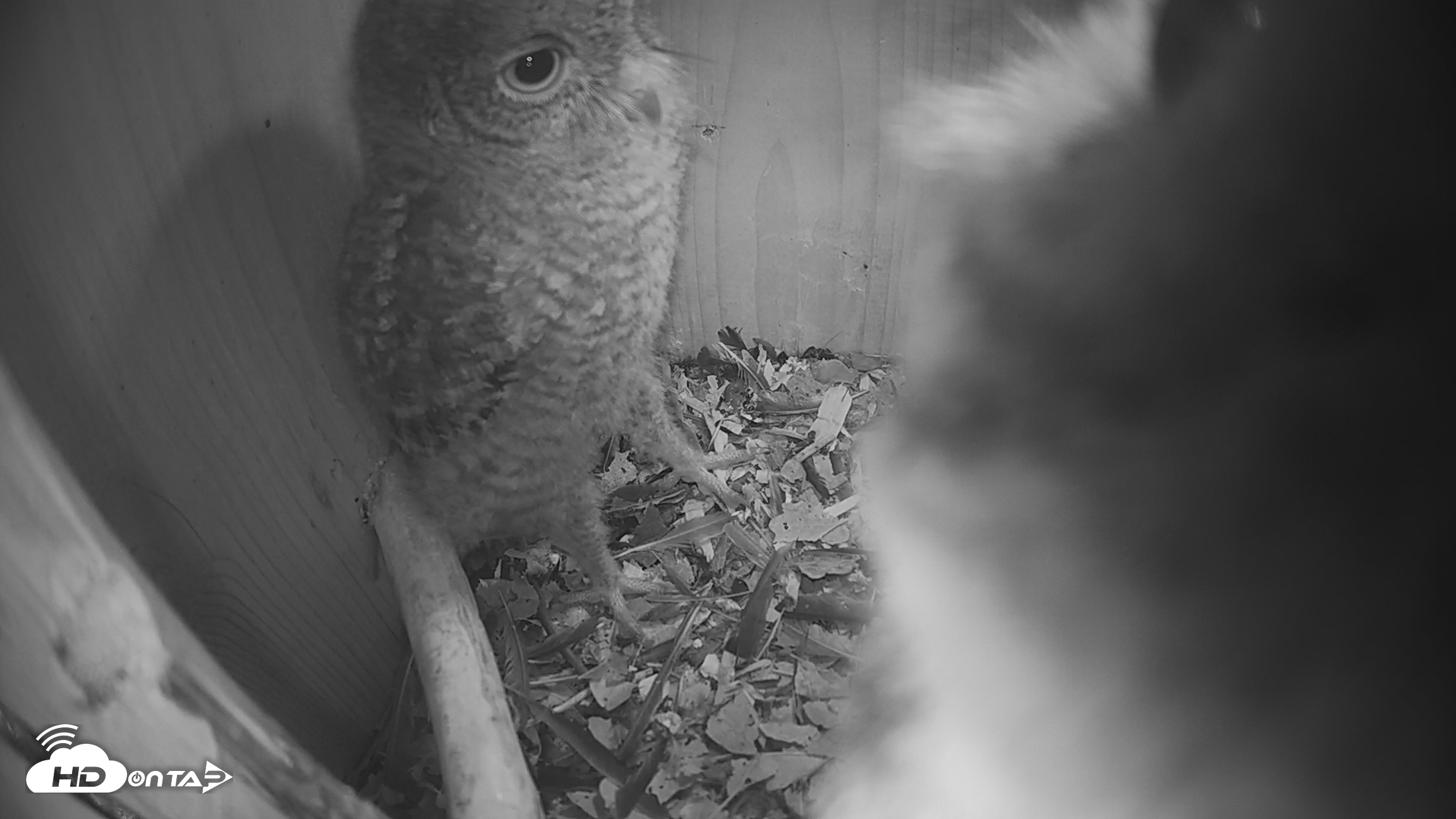 Snapshot of Eastern Screech Owl Nest Box Live Webcam taken Apr 22, 2026, 10:14pm CDT