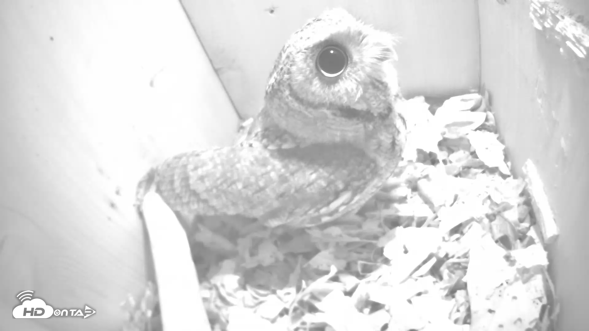 Snapshot of Eastern Screech Owl Nest Box Live Webcam taken Feb 2, 2025, 7:48pm CST