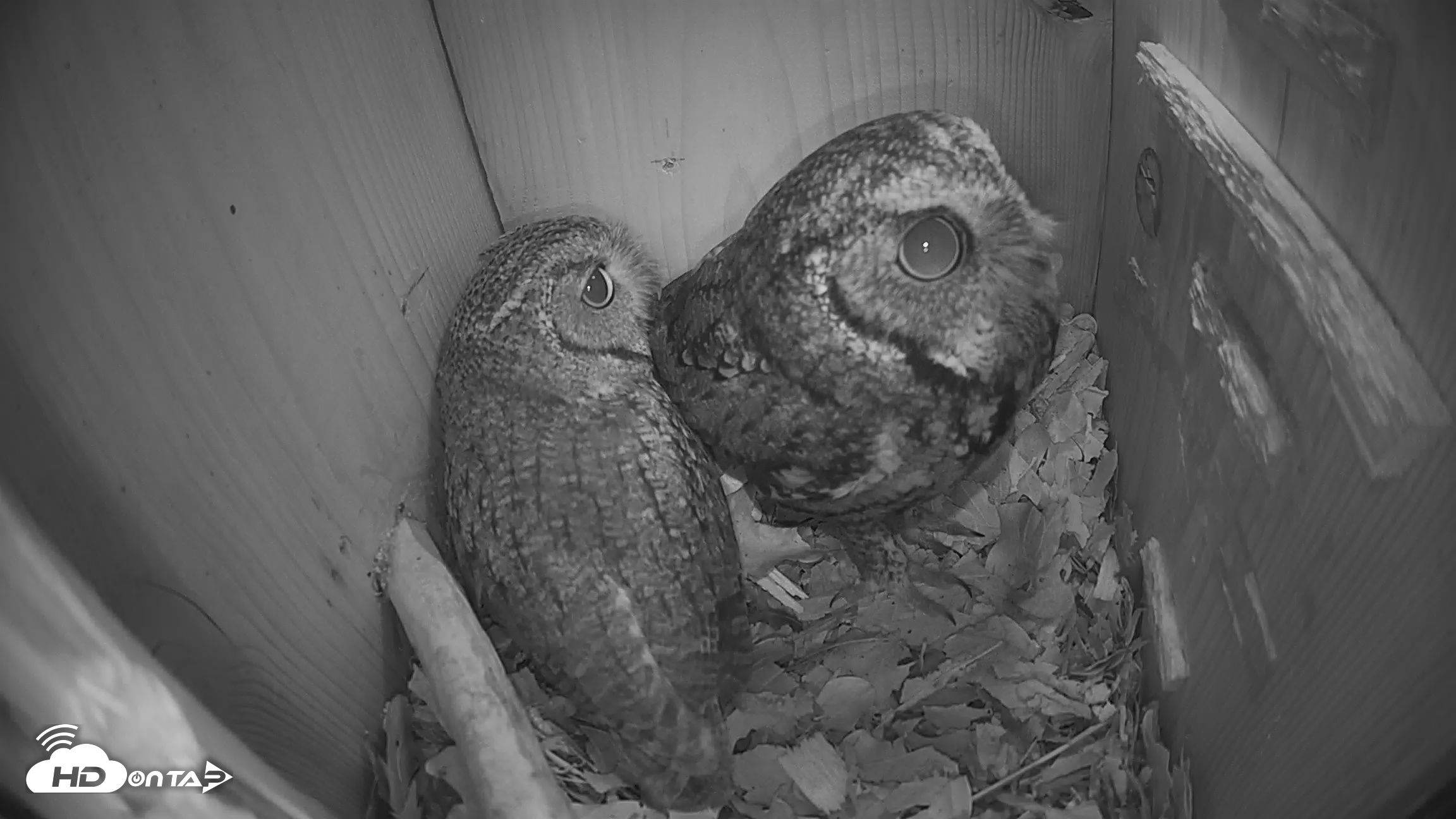 Snapshot of Eastern Screech Owl Nest Box Live Webcam taken Feb 7, 2026, 7:10am CST