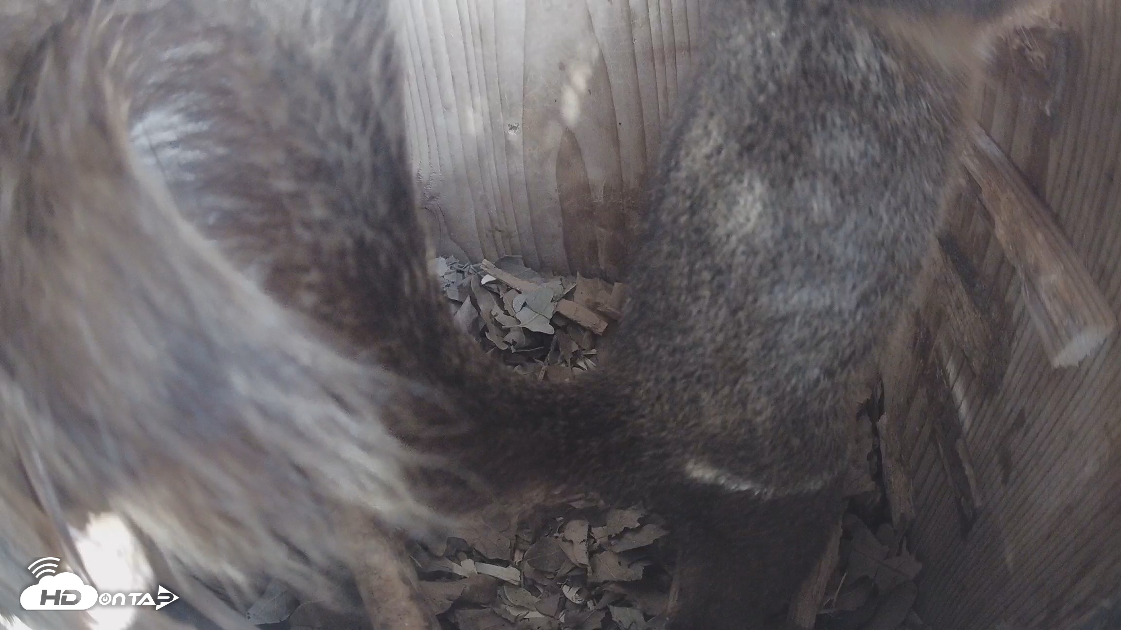 Snapshot of Eastern Screech Owl Nest Box Live Webcam taken Jan 19, 2026, 10:19am CST