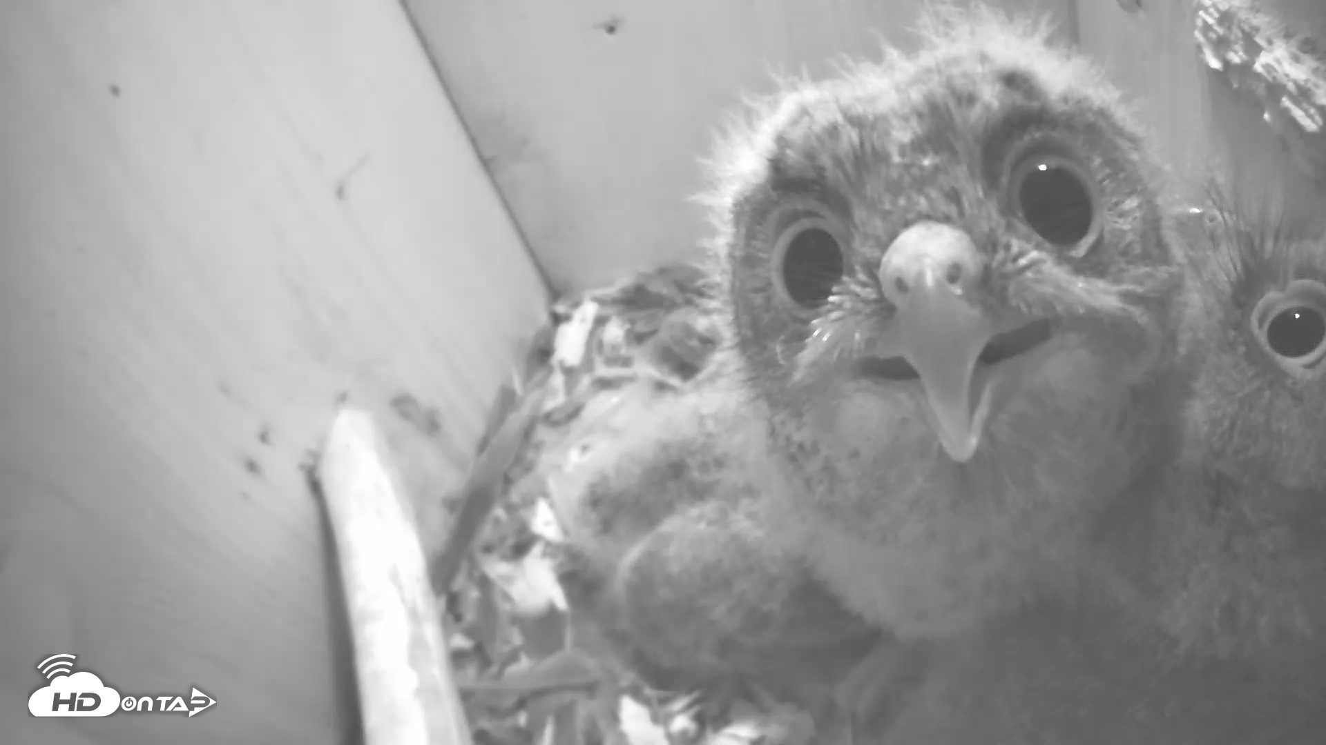 Snapshot of Eastern Screech Owl Nest Box Live Webcam taken Apr 23, 2025, 4:37am CDT