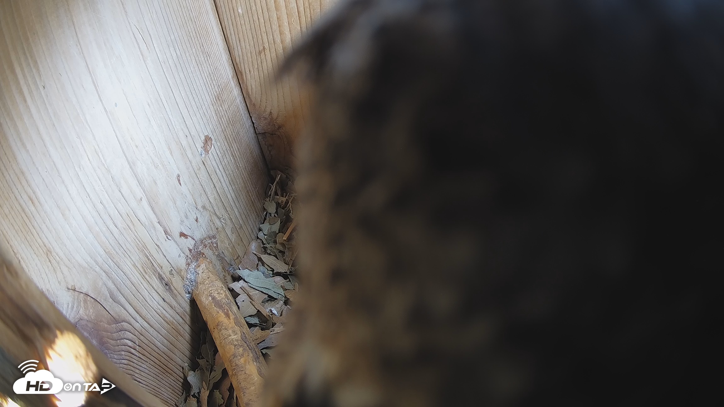 Snapshot of Eastern Screech Owl Nest Box Live Webcam taken Feb 9, 2026, 1:43pm CST