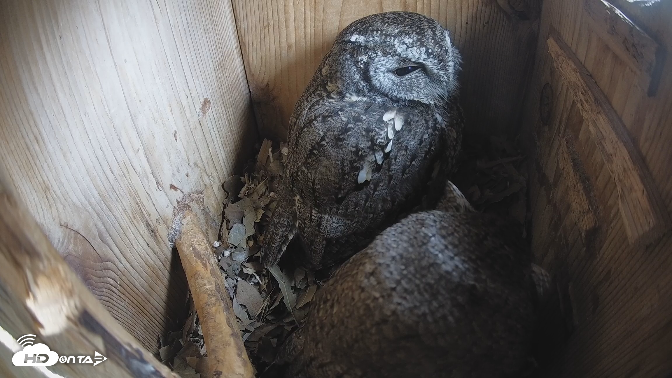 Snapshot of Eastern Screech Owl Nest Box Live Webcam taken Feb 10, 2026, 8:51am CST