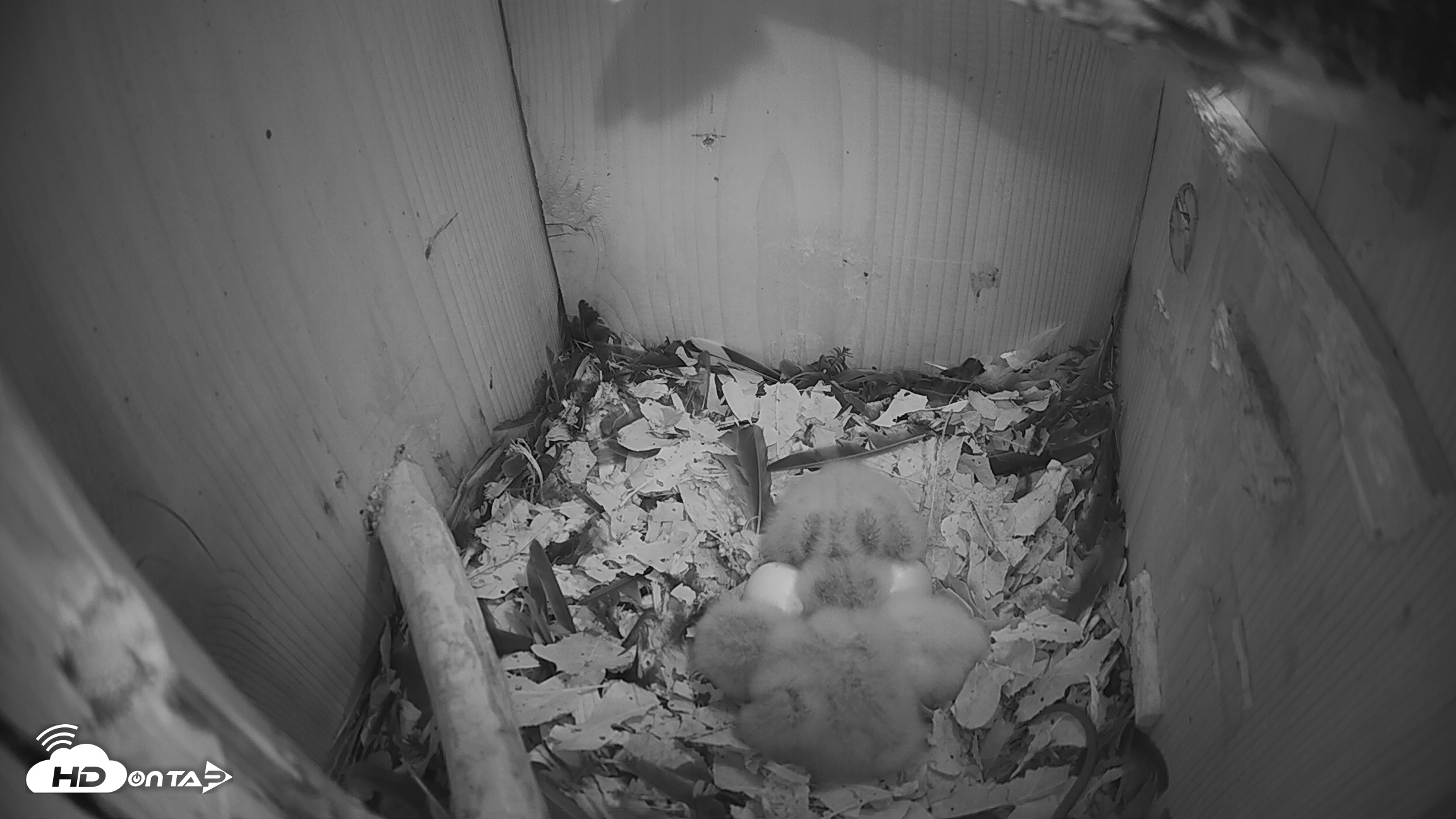 Snapshot of Eastern Screech Owl Nest Box Live Webcam taken Mar 24, 2026, 1:57am CDT