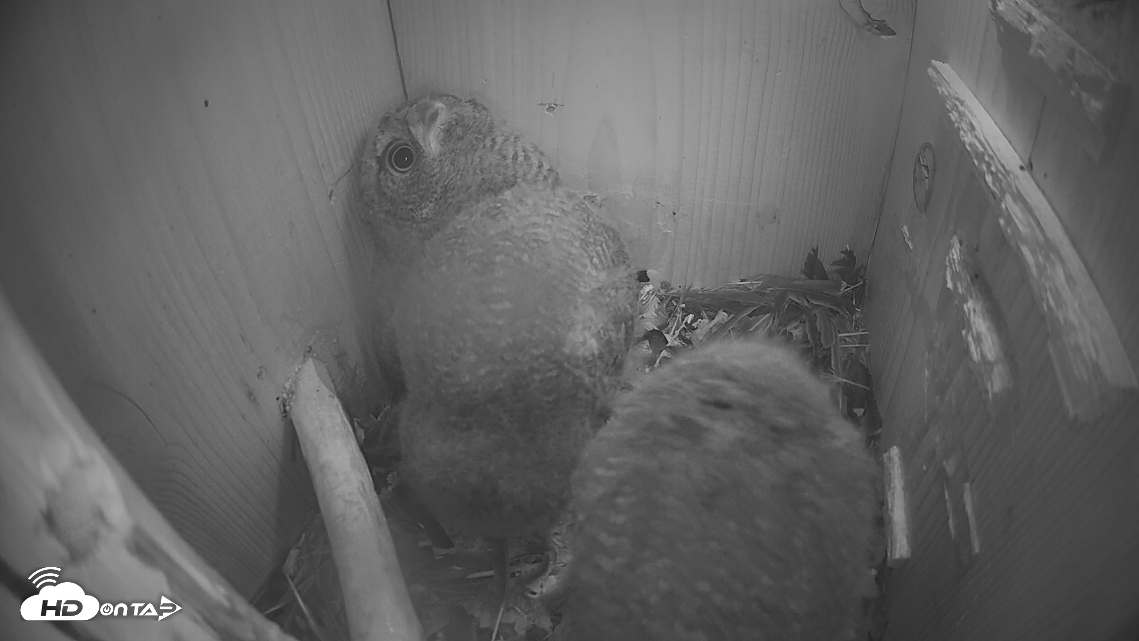 Snapshot of Eastern Screech Owl Nest Box Live Webcam taken Apr 14, 2026, 2:29am CDT