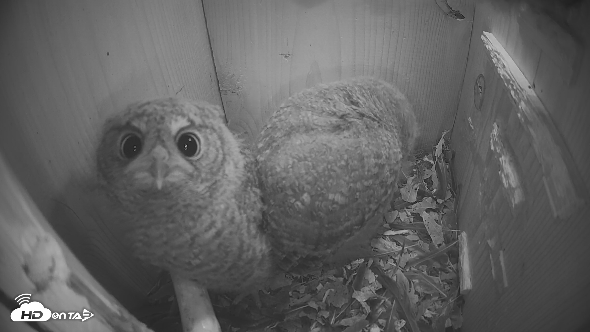 Snapshot of Eastern Screech Owl Nest Box Live Webcam taken Apr 19, 2026, 10:09pm CDT