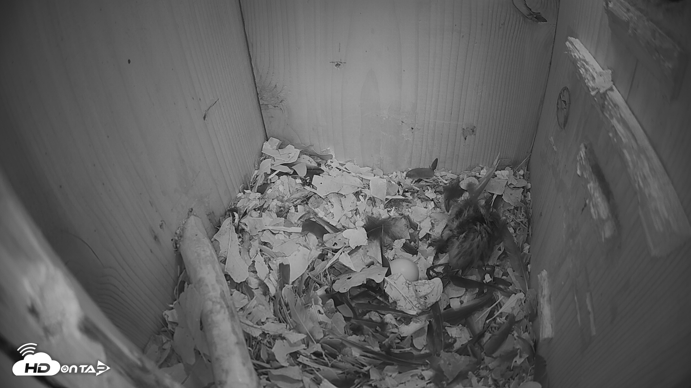 Snapshot of Eastern Screech Owl Nest Box Live Webcam taken Feb 15, 2026, 4:02pm CST
