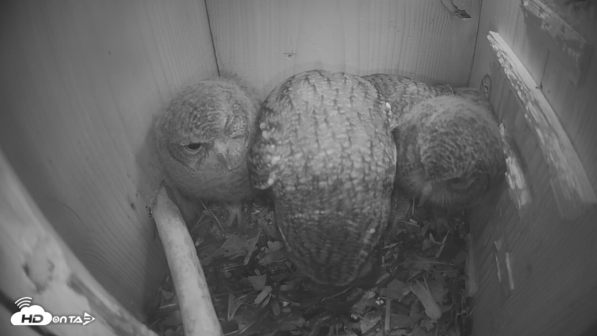 Snapshot of Eastern Screech Owl Nest Box Live Webcam taken Apr 21, 2026, 9:55pm CDT
