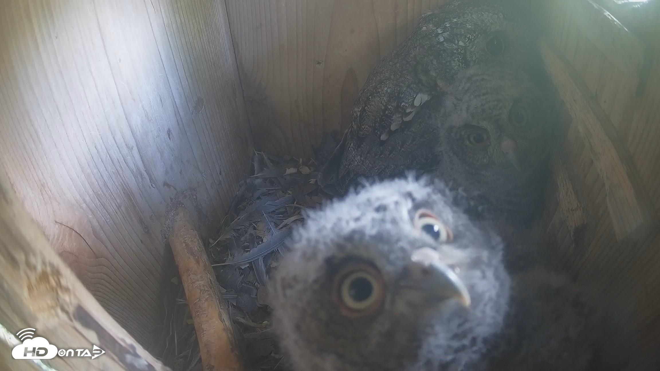 Snapshot of Eastern Screech Owl Nest Box Live Webcam taken Apr 13, 2026, 4:13pm CDT