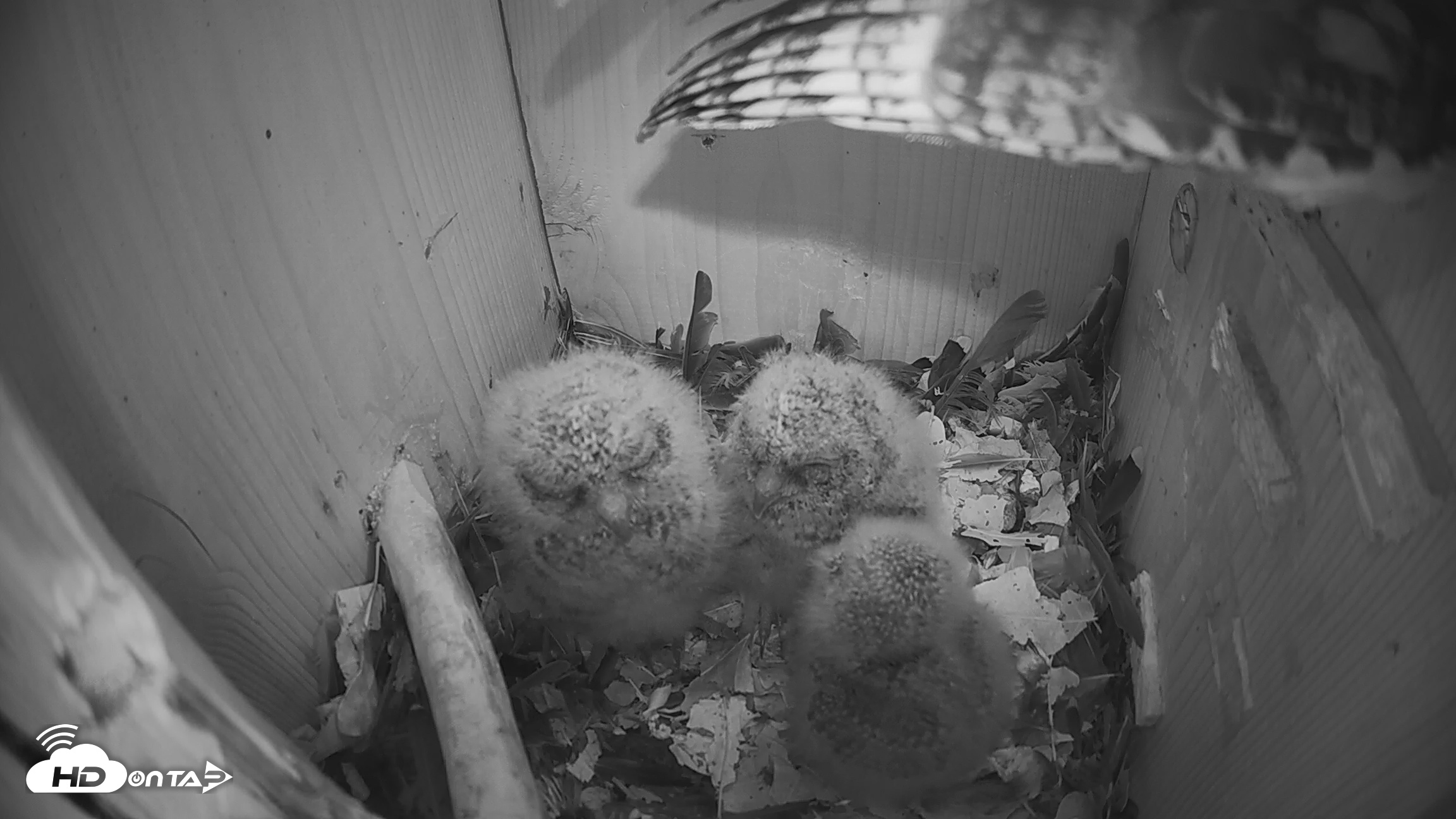 Snapshot of Eastern Screech Owl Nest Box Live Webcam taken Apr 1, 2026, 8:26pm CDT