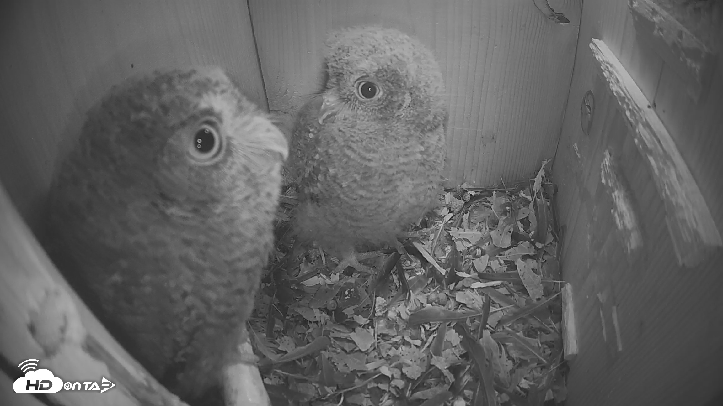 Snapshot of Eastern Screech Owl Nest Box Live Webcam taken Apr 19, 2026, 10:11pm CDT