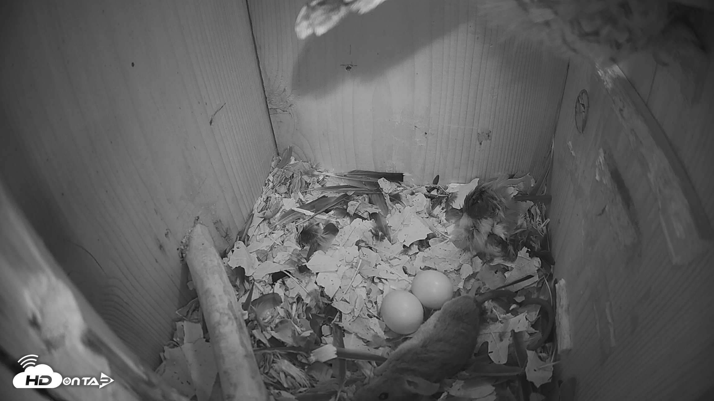 Snapshot of Eastern Screech Owl Nest Box Live Webcam taken Feb 17, 2026, 4:13pm CST