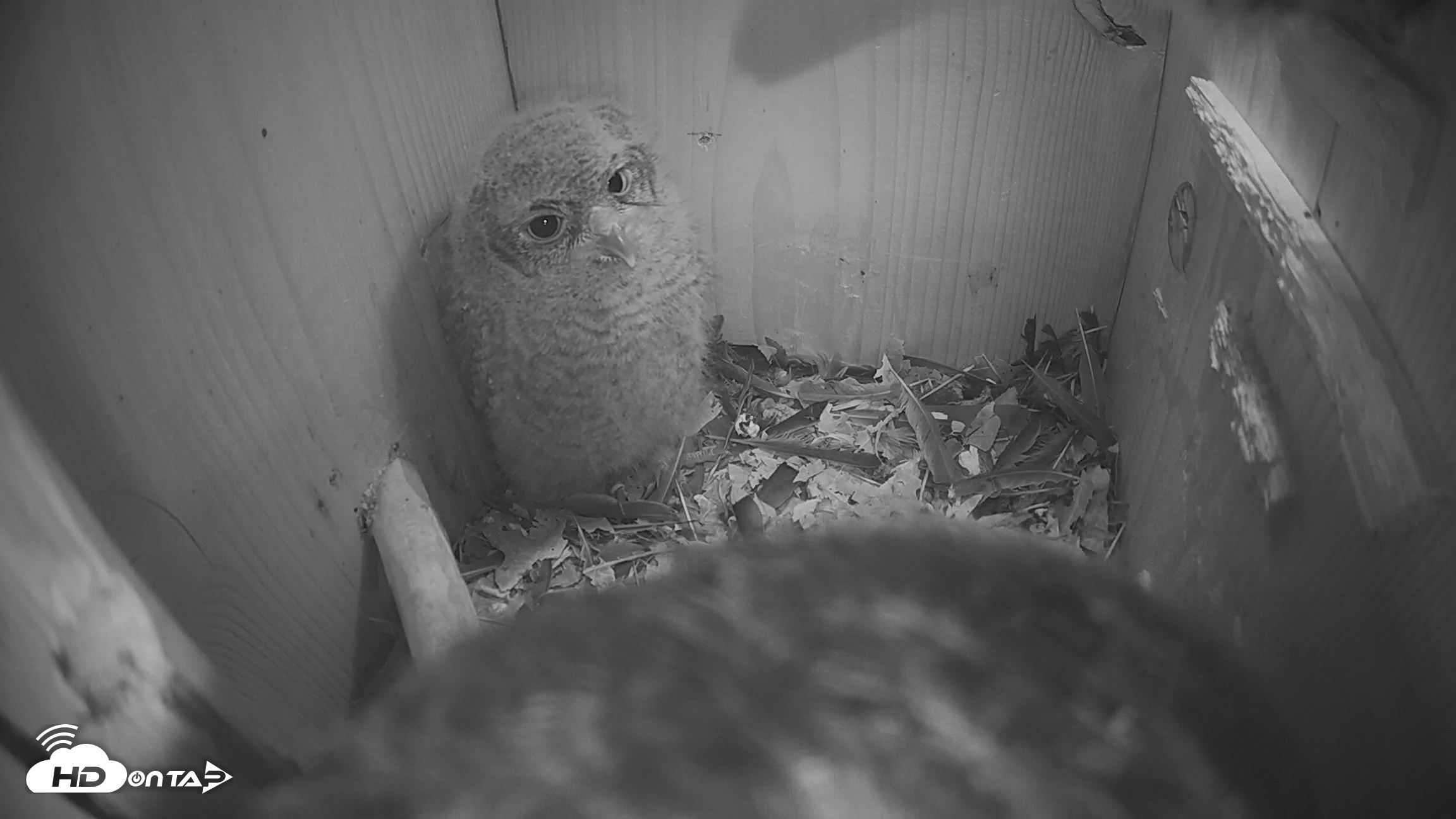 Snapshot of Eastern Screech Owl Nest Box Live Webcam taken Apr 14, 2026, 8:43pm CDT