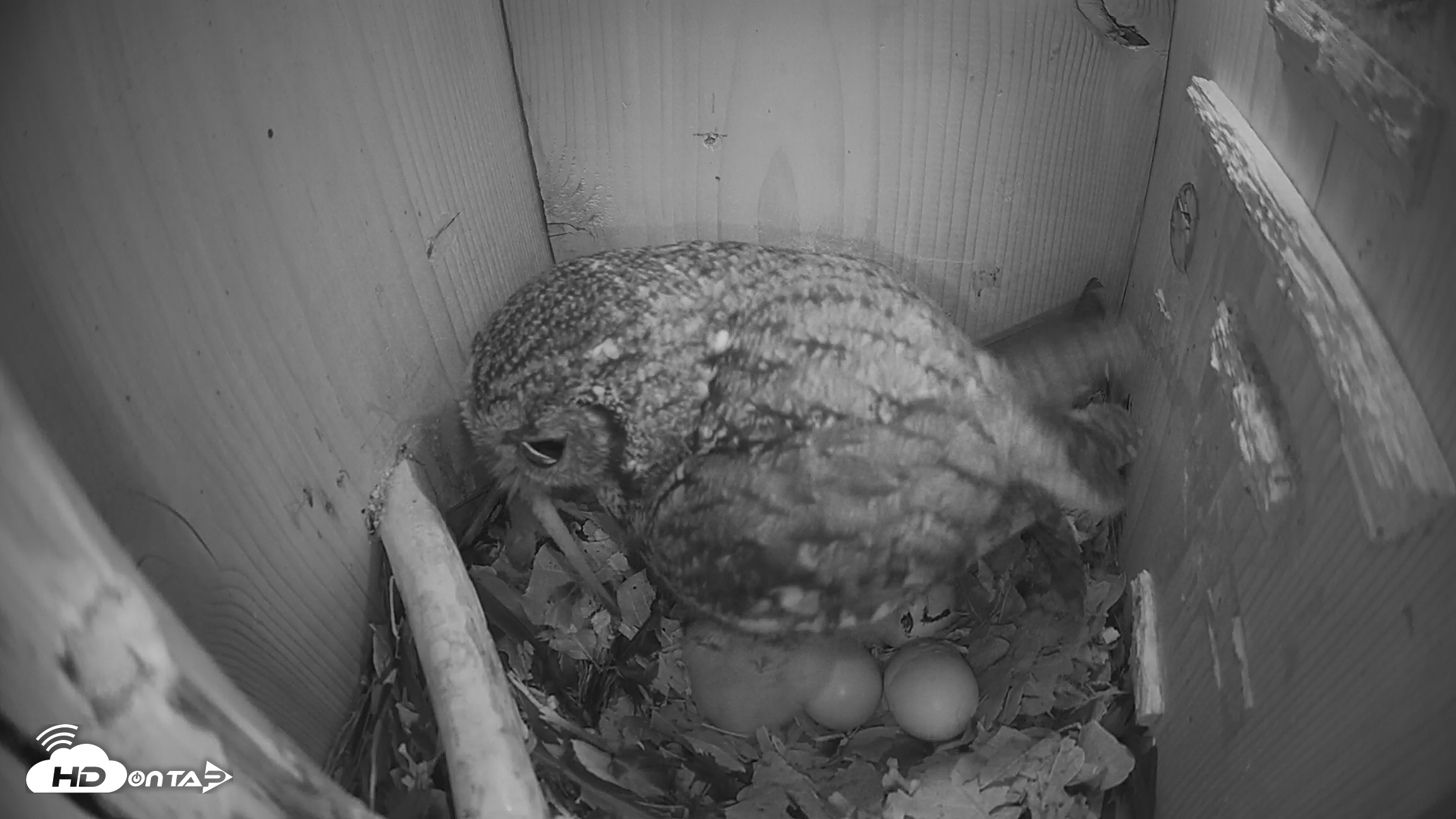 Snapshot of Eastern Screech Owl Nest Box Live Webcam taken Mar 21, 2026, 6:14am CDT