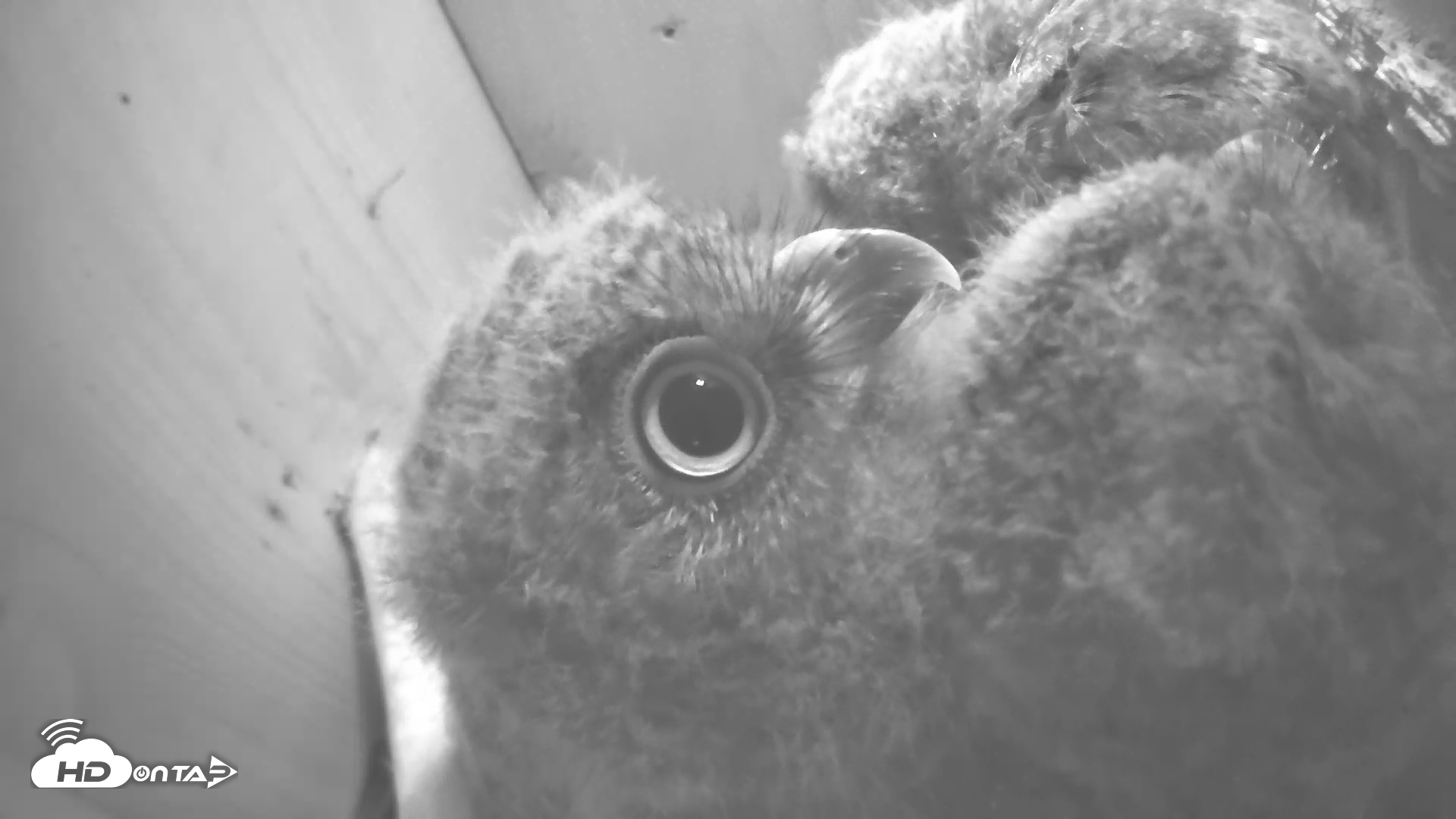 Snapshot of Eastern Screech Owl Nest Box Live Webcam taken Apr 24, 2025, 7:02am CDT
