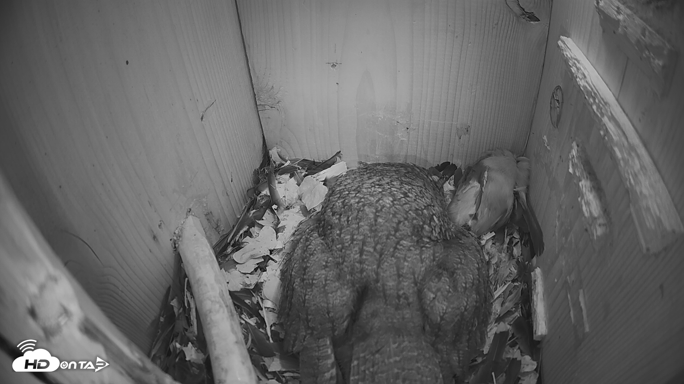 Snapshot of Eastern Screech Owl Nest Box Live Webcam taken Mar 20, 2026, 5:47am CDT
