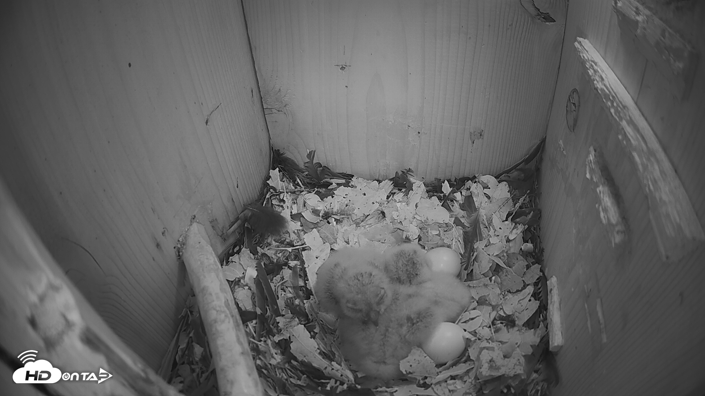 Snapshot of Eastern Screech Owl Nest Box Live Webcam taken Mar 25, 2026, 6:41am CDT