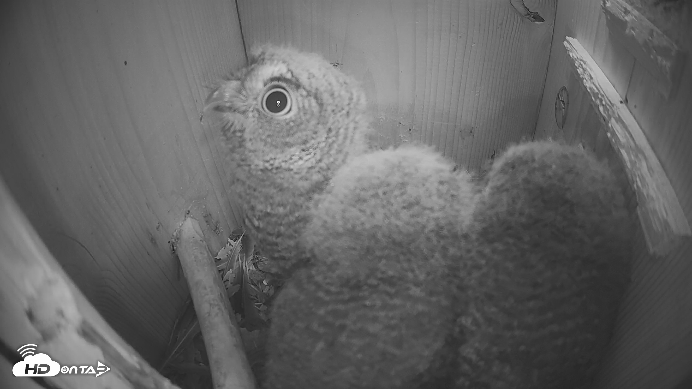 Snapshot of Eastern Screech Owl Nest Box Live Webcam taken Apr 14, 2026, 10:29pm CDT