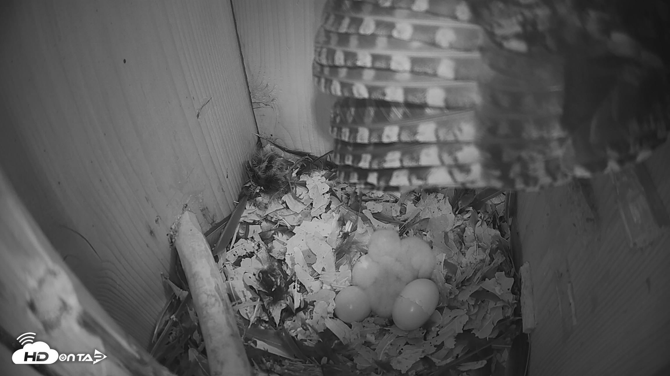 Snapshot of Eastern Screech Owl Nest Box Live Webcam taken Mar 20, 2026, 2:00am CDT