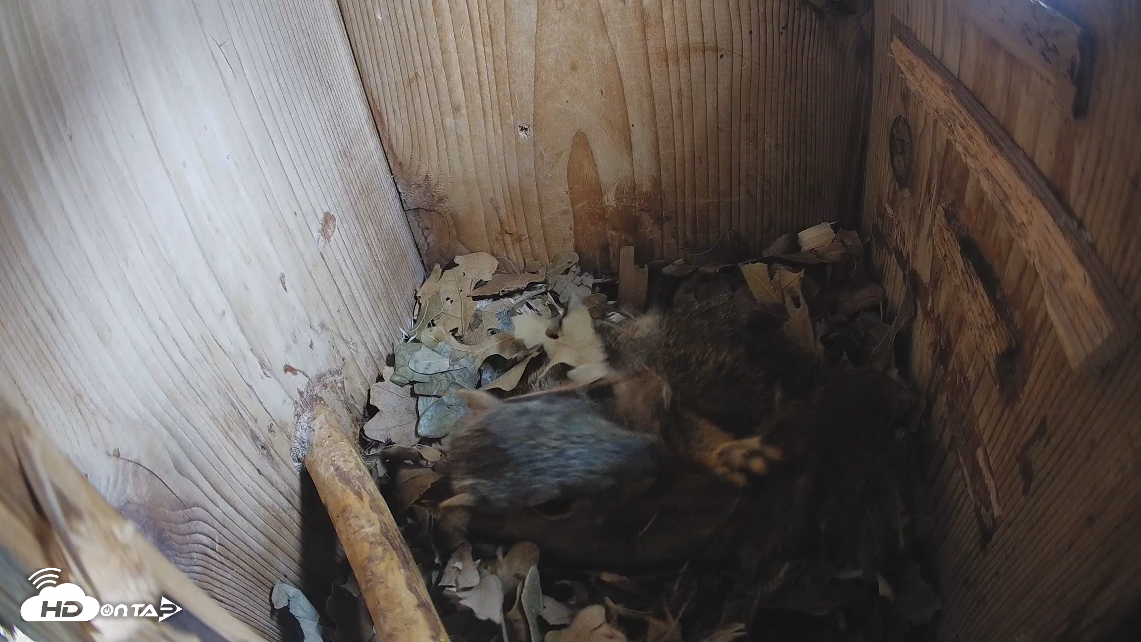 Snapshot of Eastern Screech Owl Nest Box Live Webcam taken Jan 24, 2026, 9:40am CST